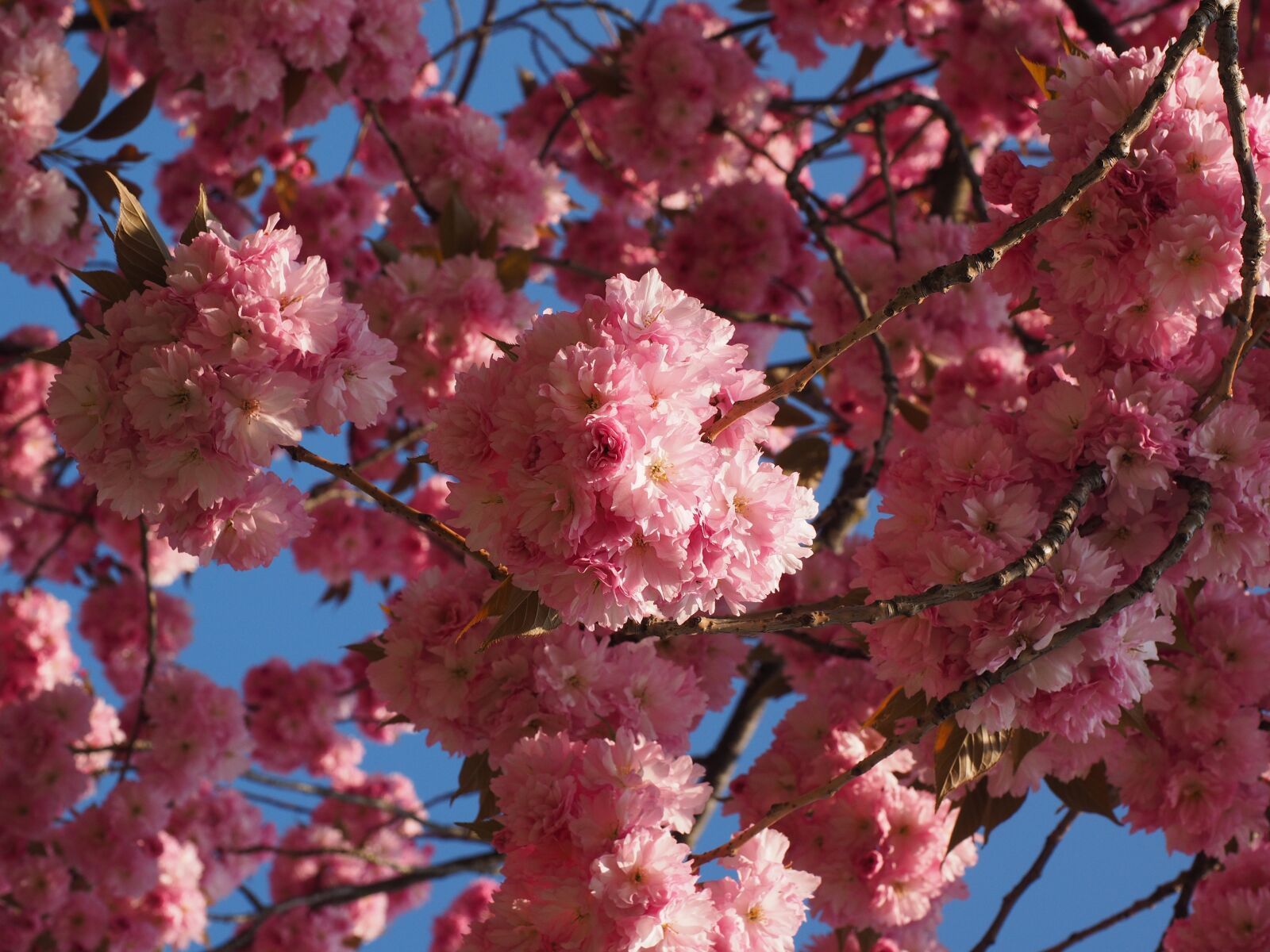 Olympus OM-D E-M1 + Olympus M.Zuiko Digital ED 12-40mm F2.8 Pro sample photo. Cherry blossom, japanese cherry photography