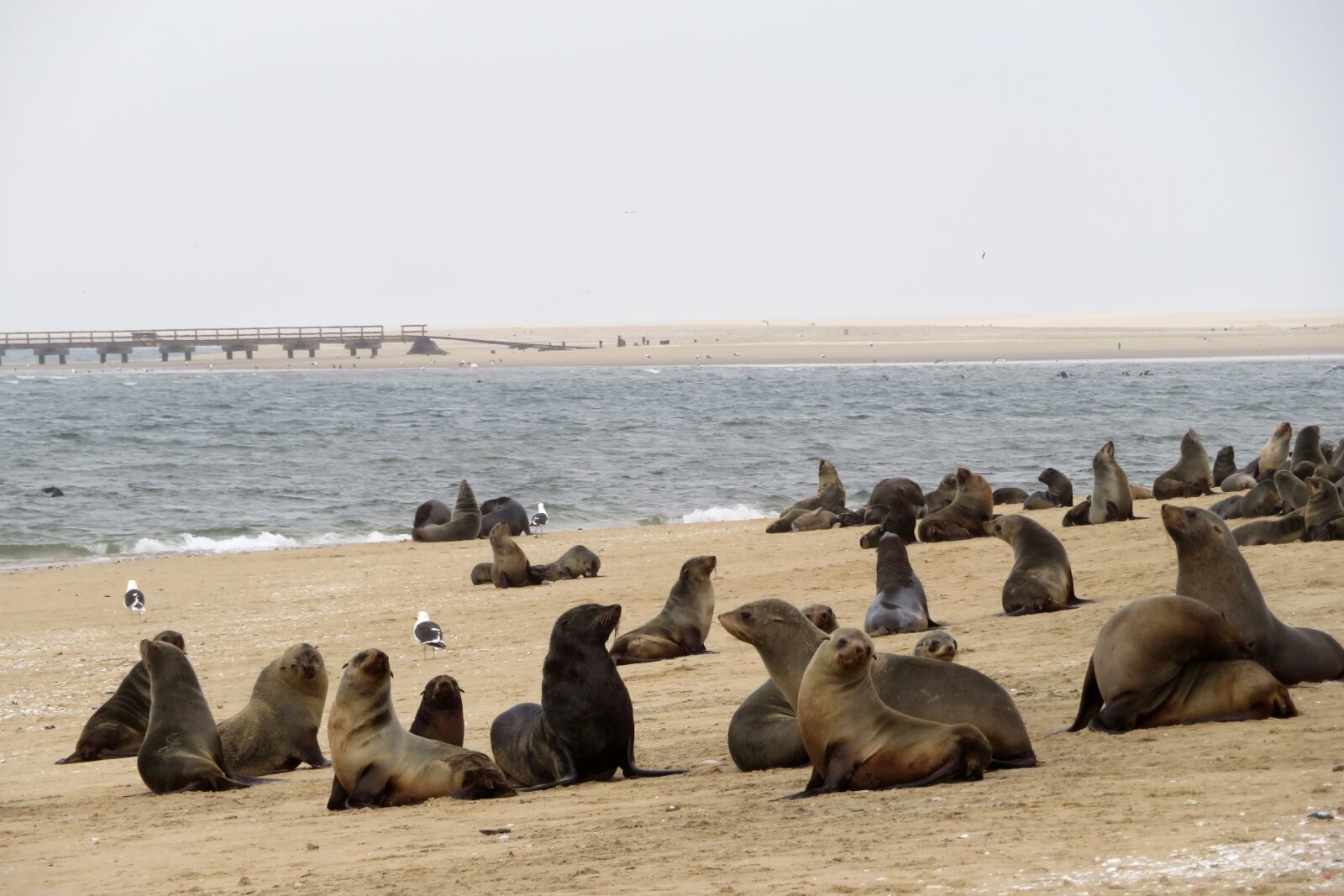 Canon PowerShot SX720 HS sample photo. Sea lions, seals, colony photography