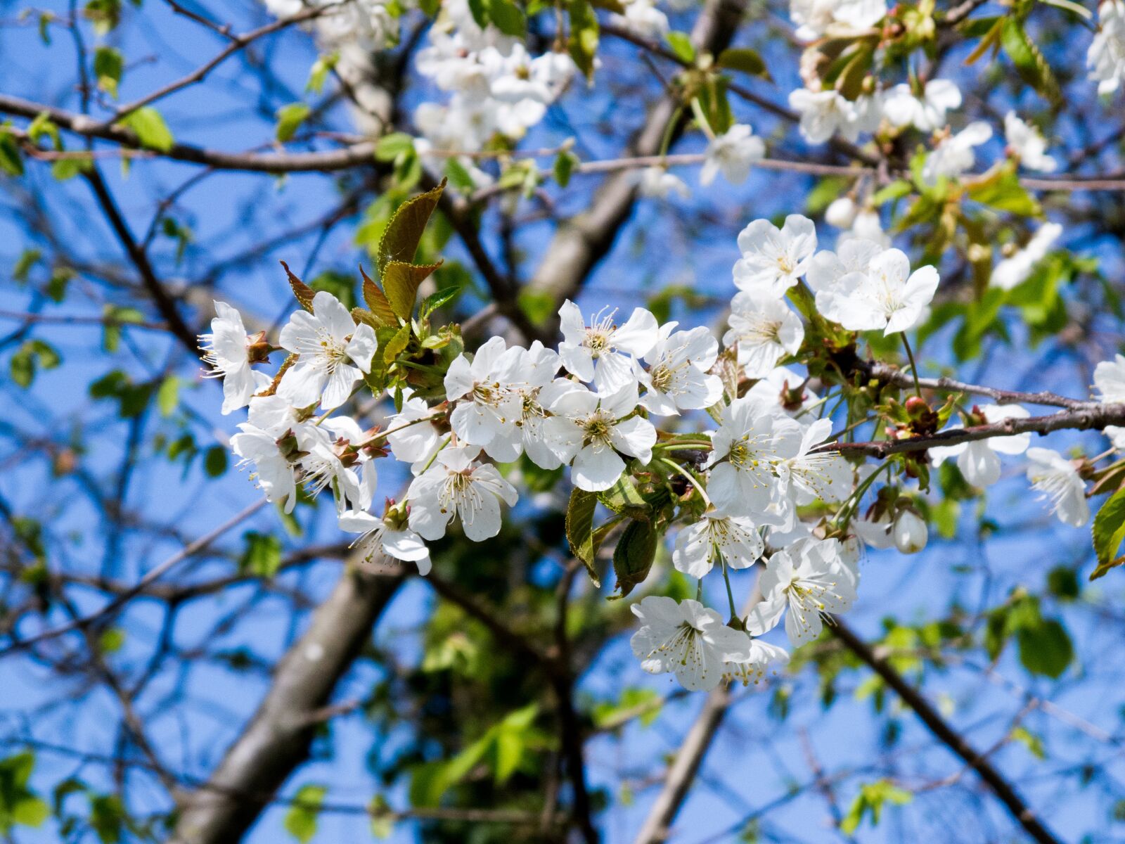 Canon PowerShot G12 sample photo. Cherry blossoms, flowers, white photography