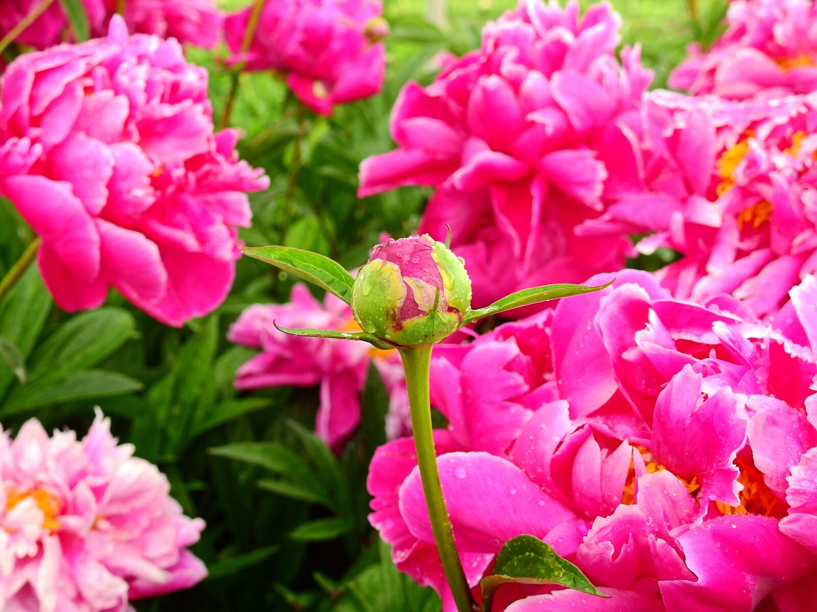 Nikon Coolpix P900 sample photo. Flower, blossom, bloom photography