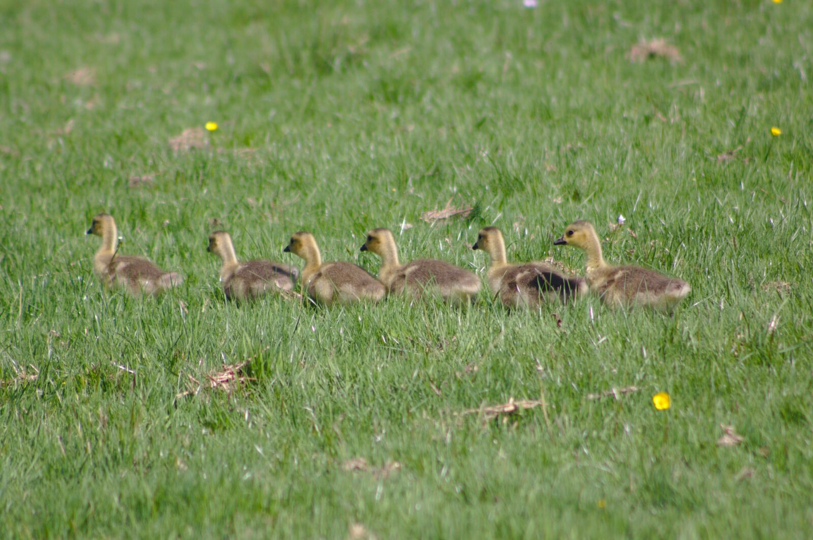 Canon EOS 50D sample photo. Goslings, canada goose, branta photography