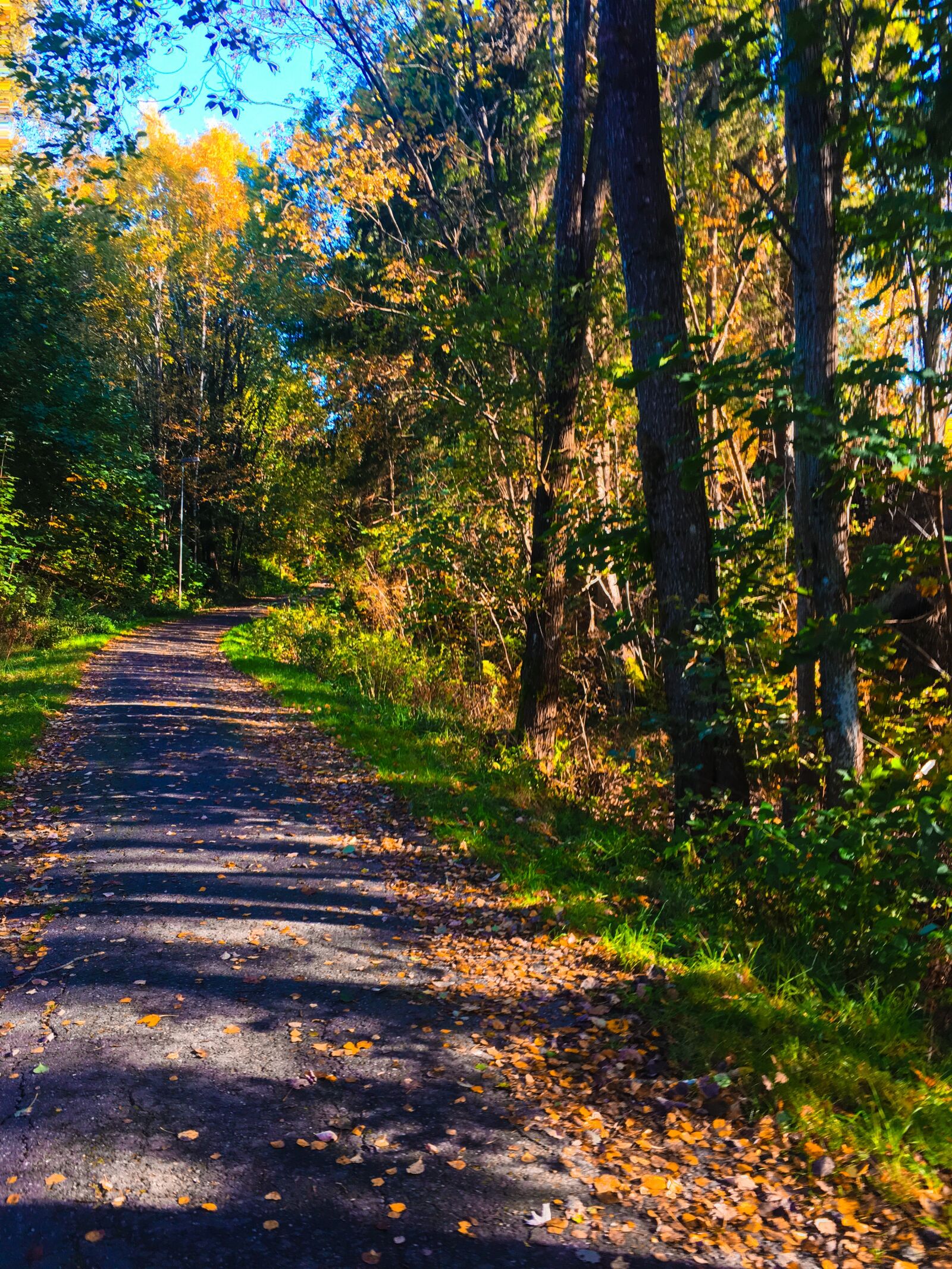 Apple iPhone 6s sample photo. Forest, path, trees photography
