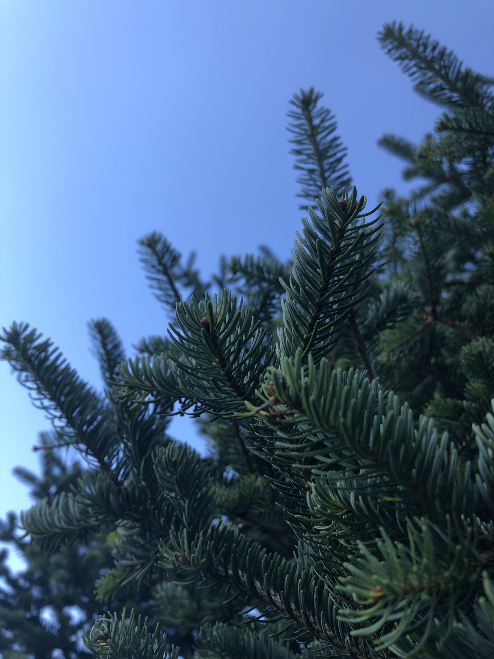 Apple iPhone 8 sample photo. Spruce, spruce needles, tree photography