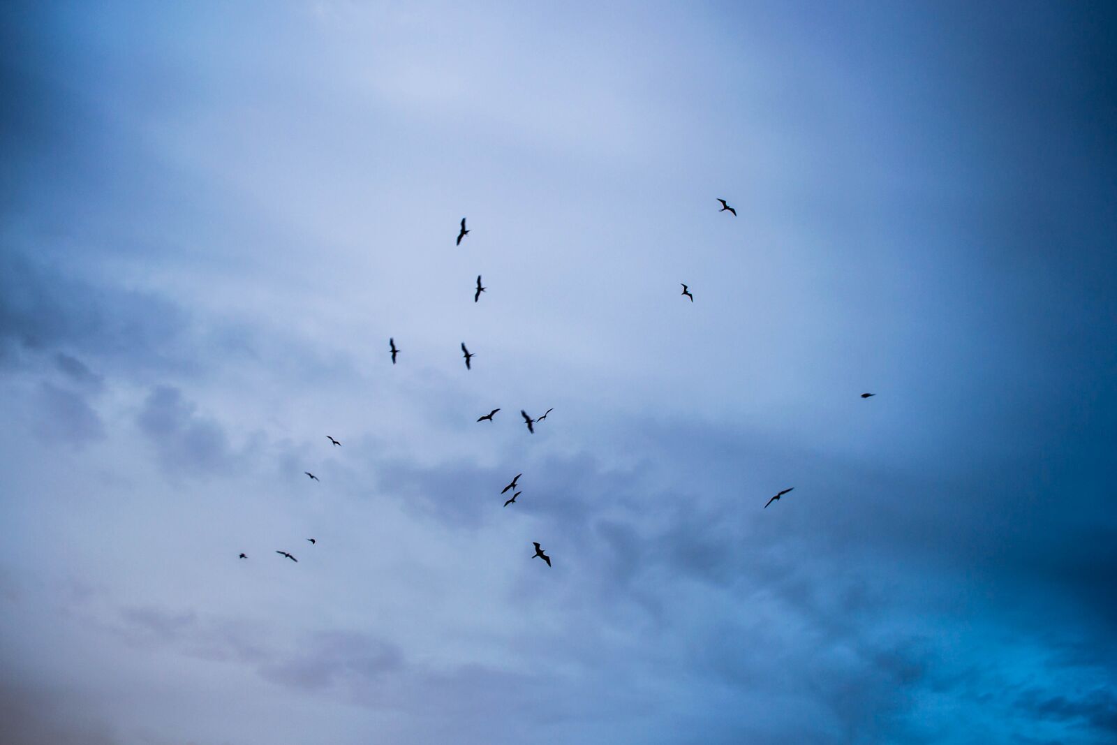 Nikon D3100 sample photo. Ceu, birds, sky photography