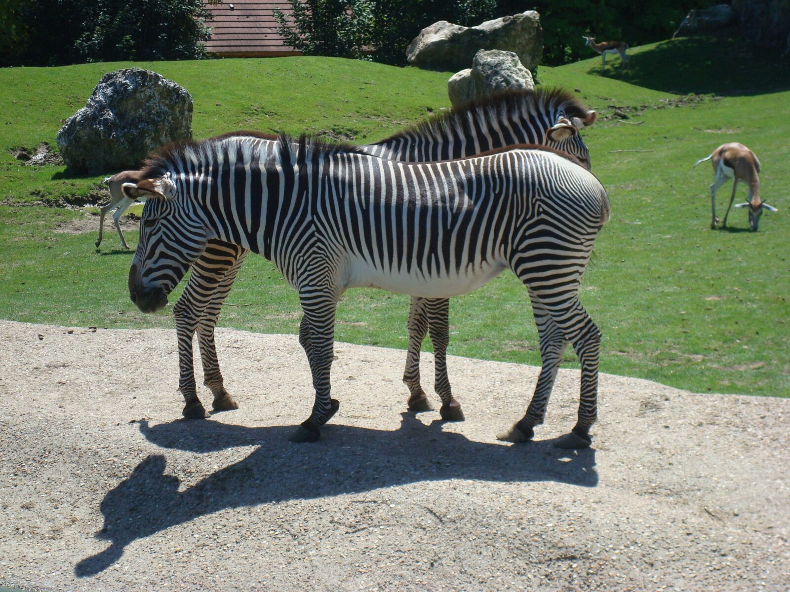 Sony DSC-W85 sample photo. Zebra, animal, zoo photography
