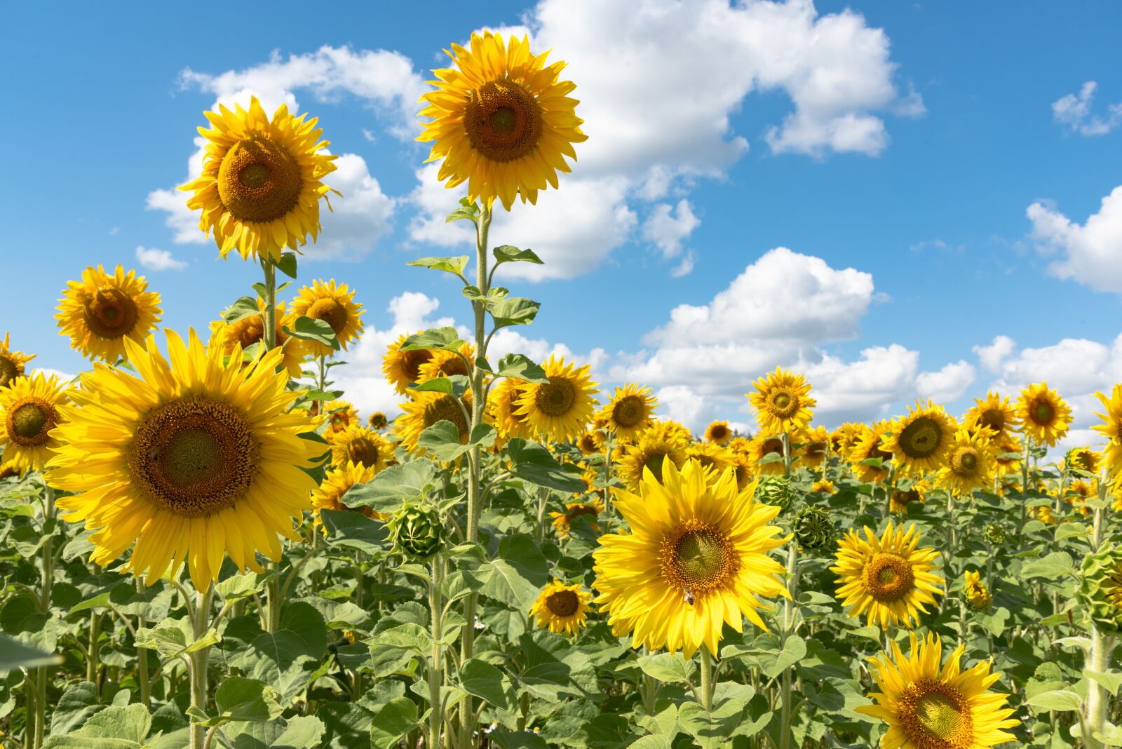 Nikon D750 sample photo. Sun, sunflowers, summer photography