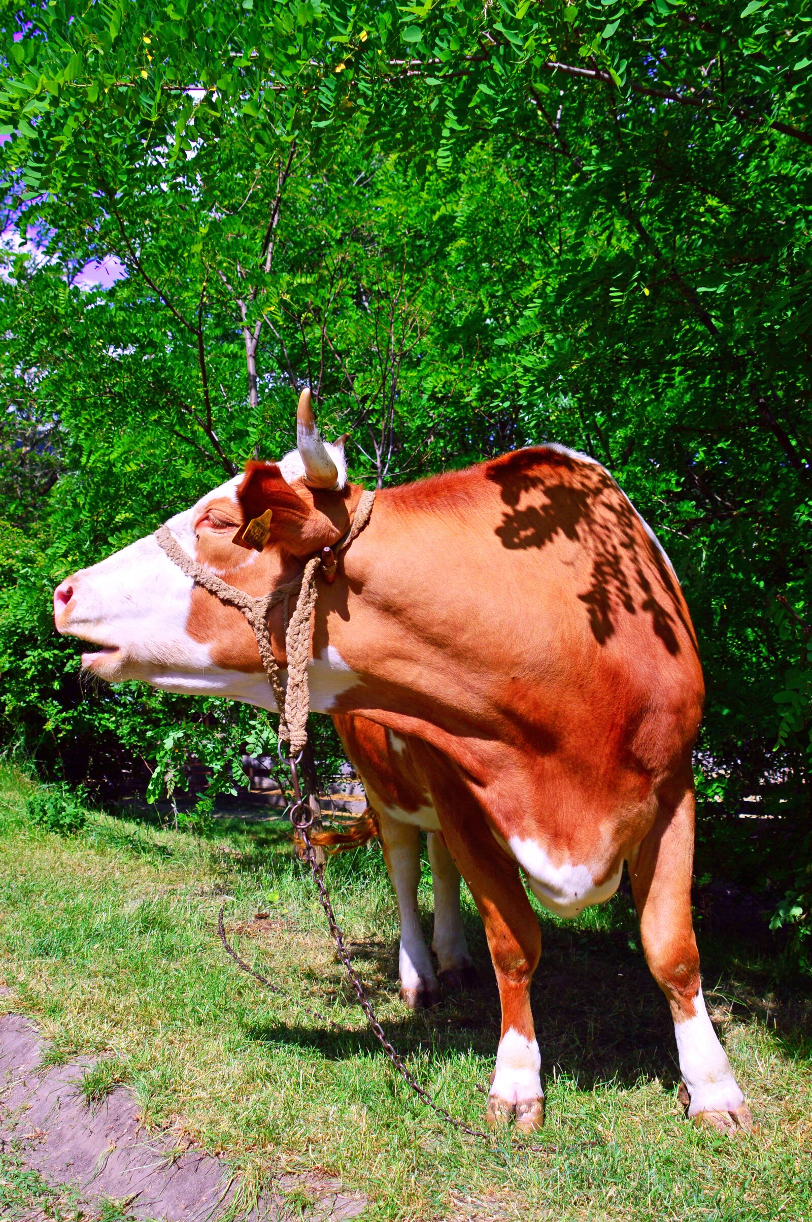 Nikon D3200 sample photo. Cow, boo, cattle photography