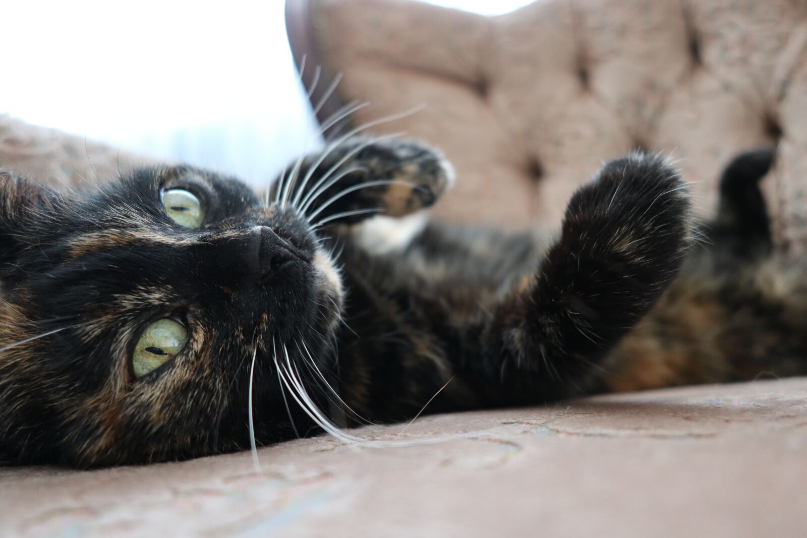 Canon PowerShot G1 X Mark III sample photo. Cat, kitty, armchair photography