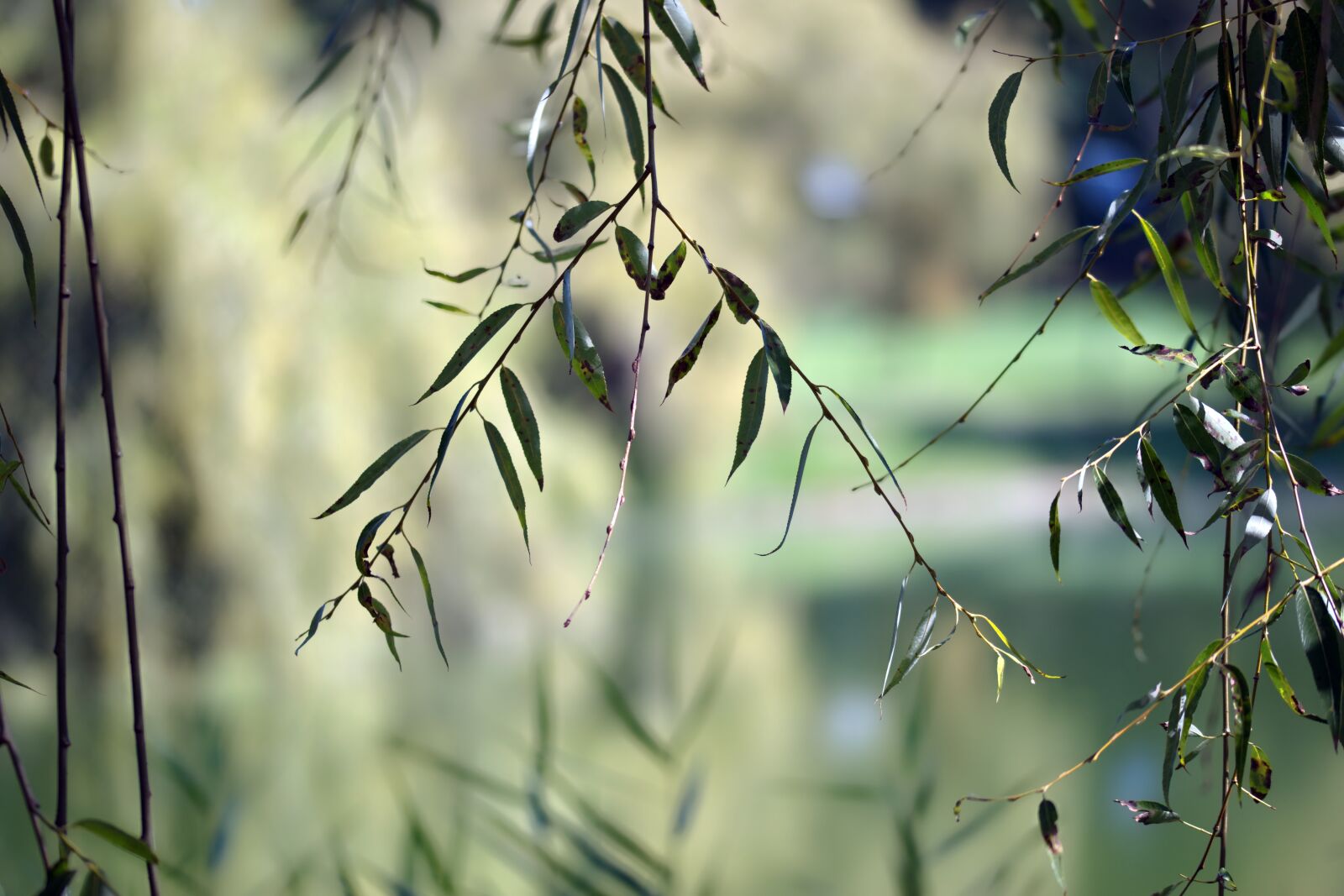 Nikon D5300 sample photo. Twigs, leaves, green photography