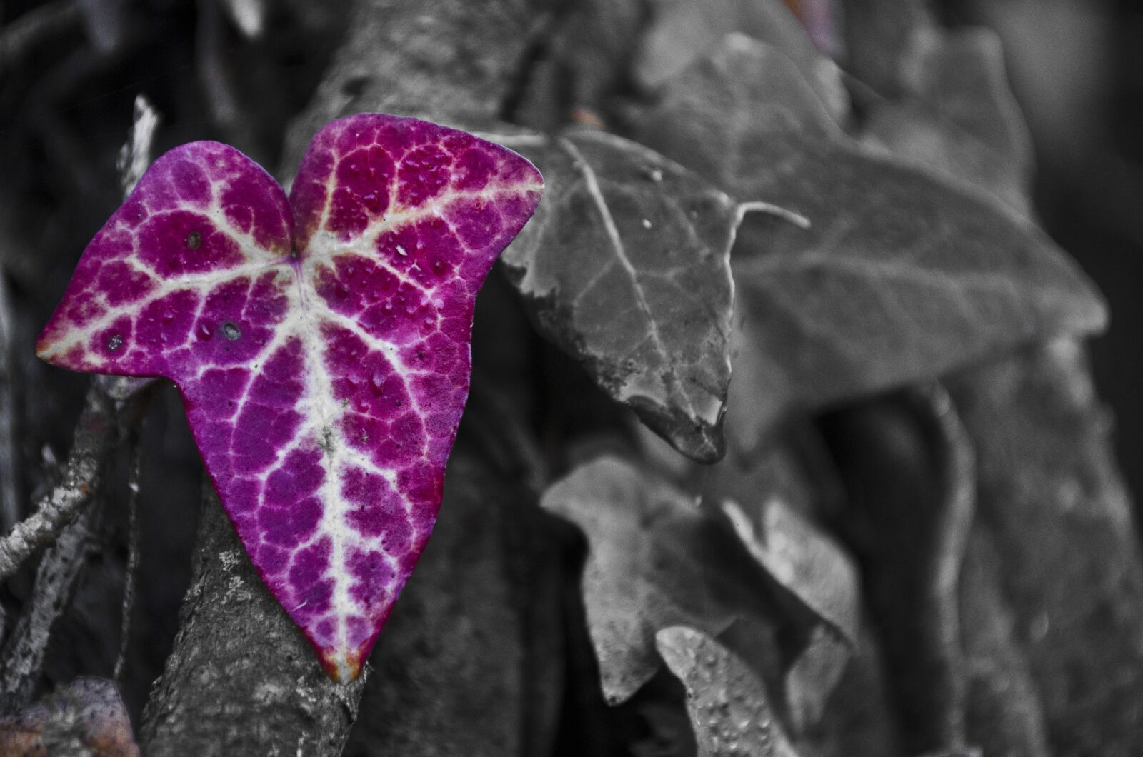 Nikon D7000 sample photo. Leaf, autumn, violet photography