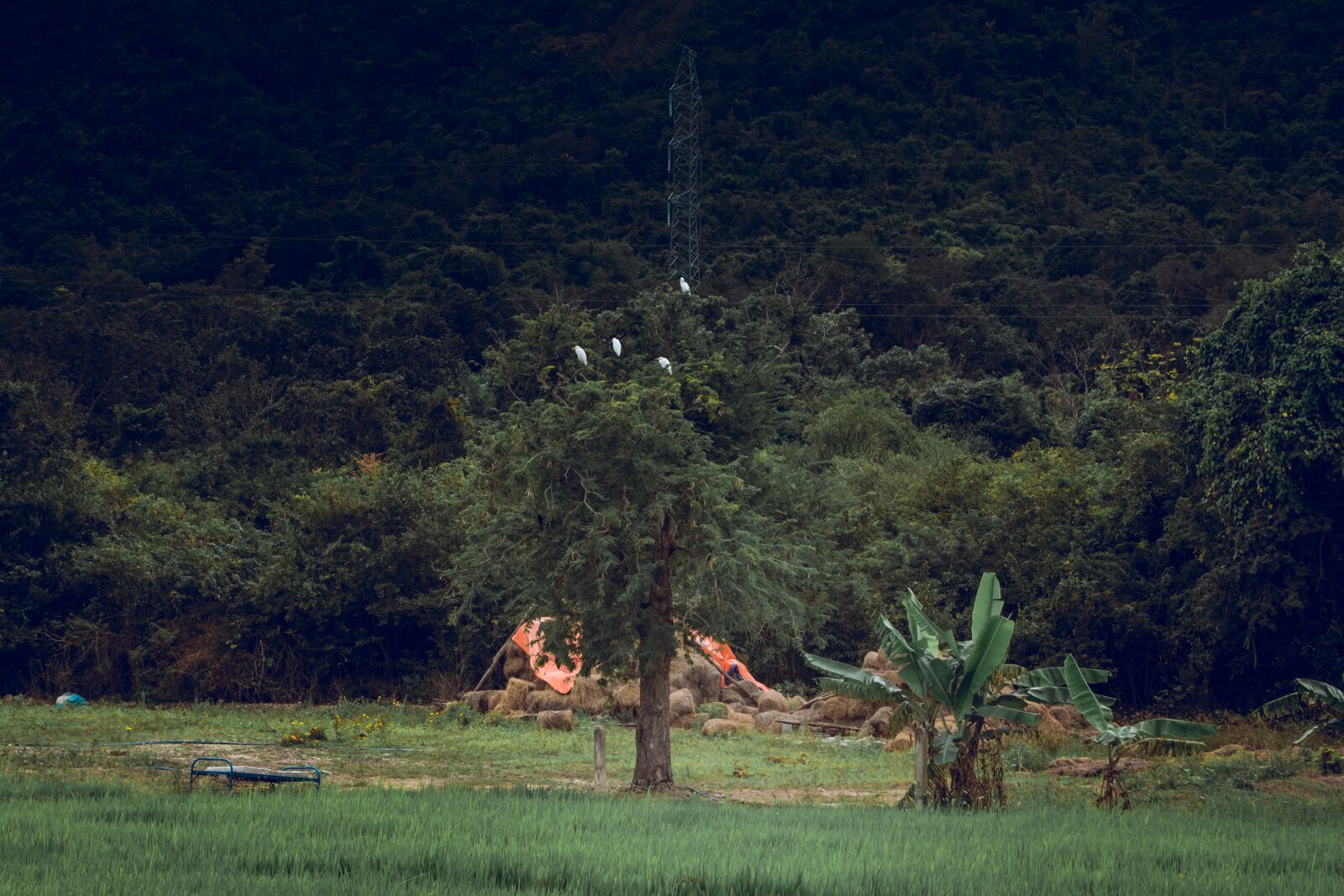 Nikon D7100 sample photo. Attracts, home, flock of photography