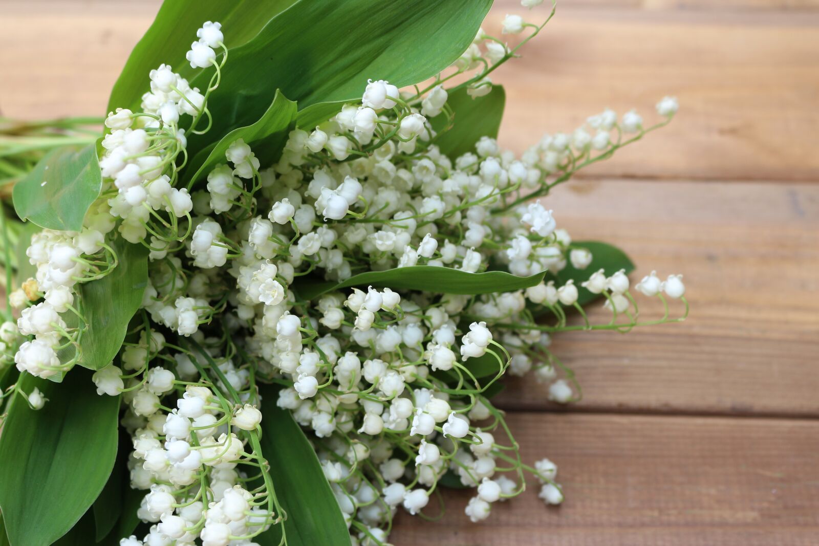 Canon EOS 700D (EOS Rebel T5i / EOS Kiss X7i) sample photo. Konwalie, white, spring photography