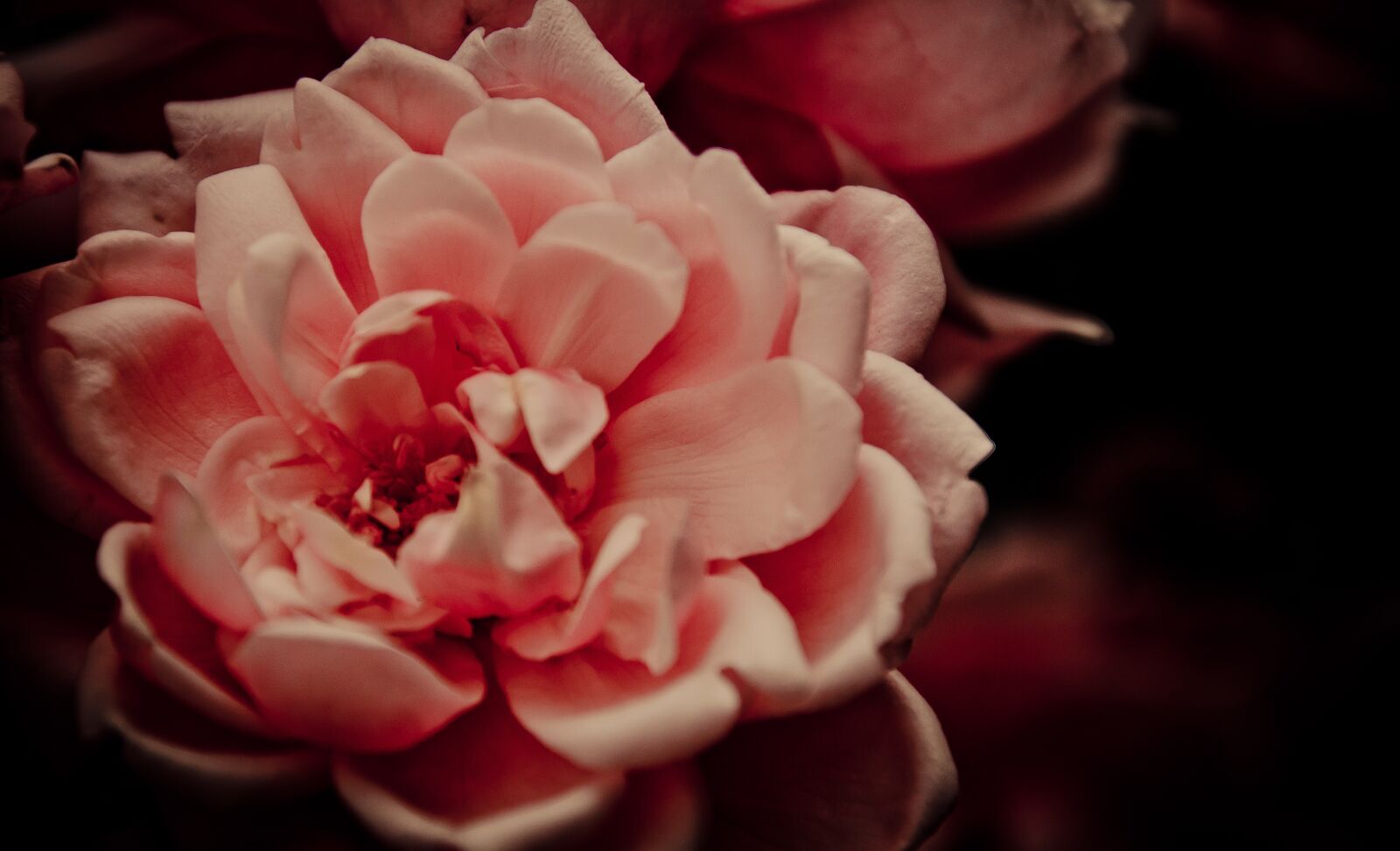 Nikon D7000 sample photo. Rose, flower, petals photography