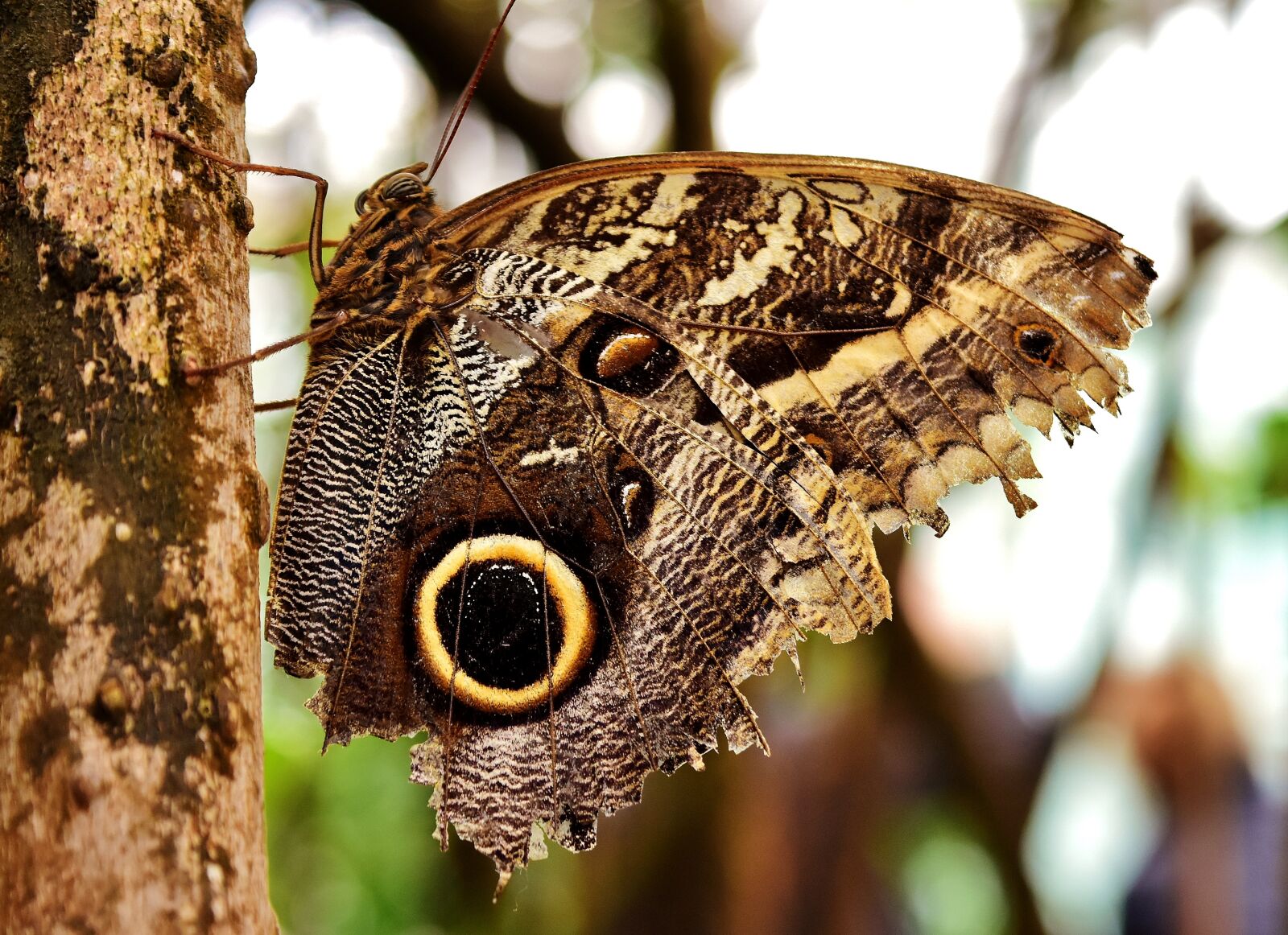 Nikon D7200 sample photo. Butterfly, owl butterfly, edelfalter photography