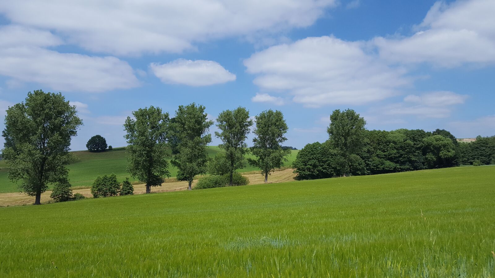 Samsung Galaxy S6 sample photo. Landscape, tree, field photography