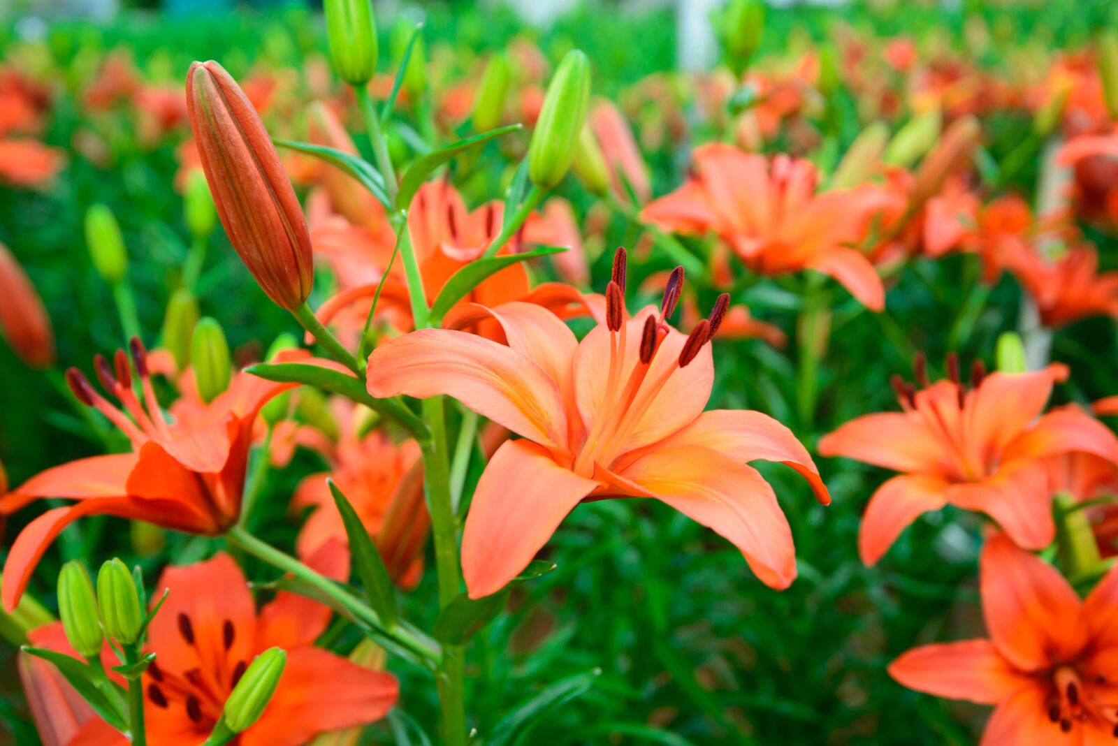 Nikon D600 sample photo. Flower, gardens, pink flower photography