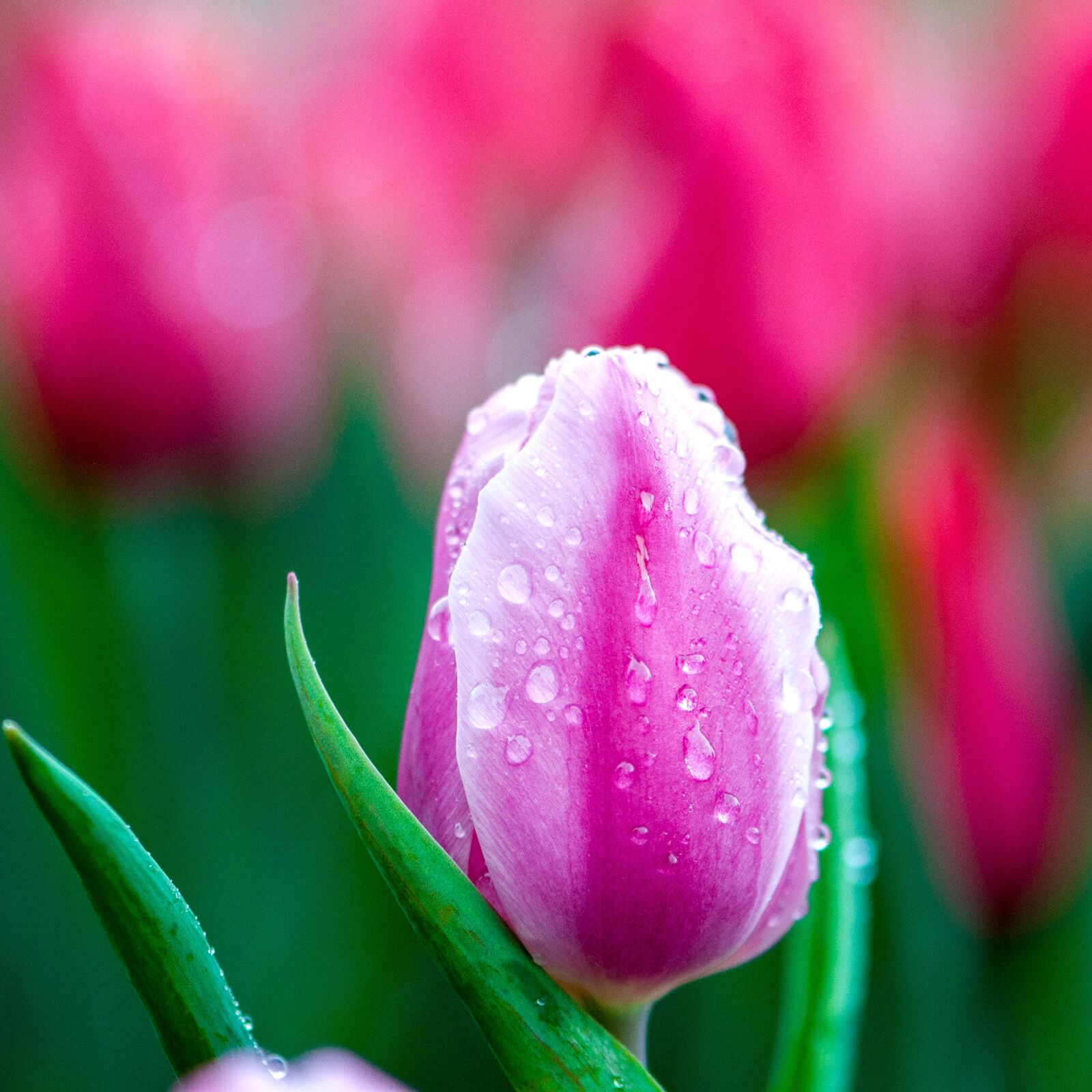 Nikon D300 sample photo. Close-up, pink, flower photography