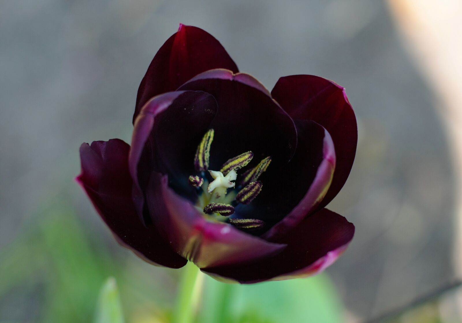Canon EOS 7D Mark II + Canon EF 50mm F1.8 STM sample photo. Tulipa queen of night photography
