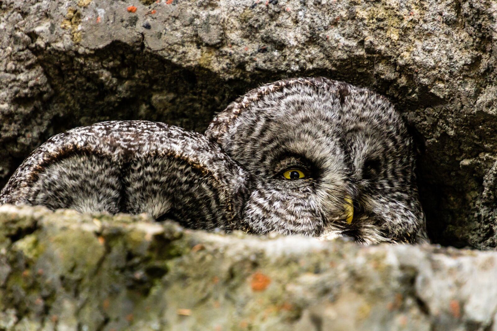 Canon EOS 750D (EOS Rebel T6i / EOS Kiss X8i) sample photo. Owl, bird, nature photography