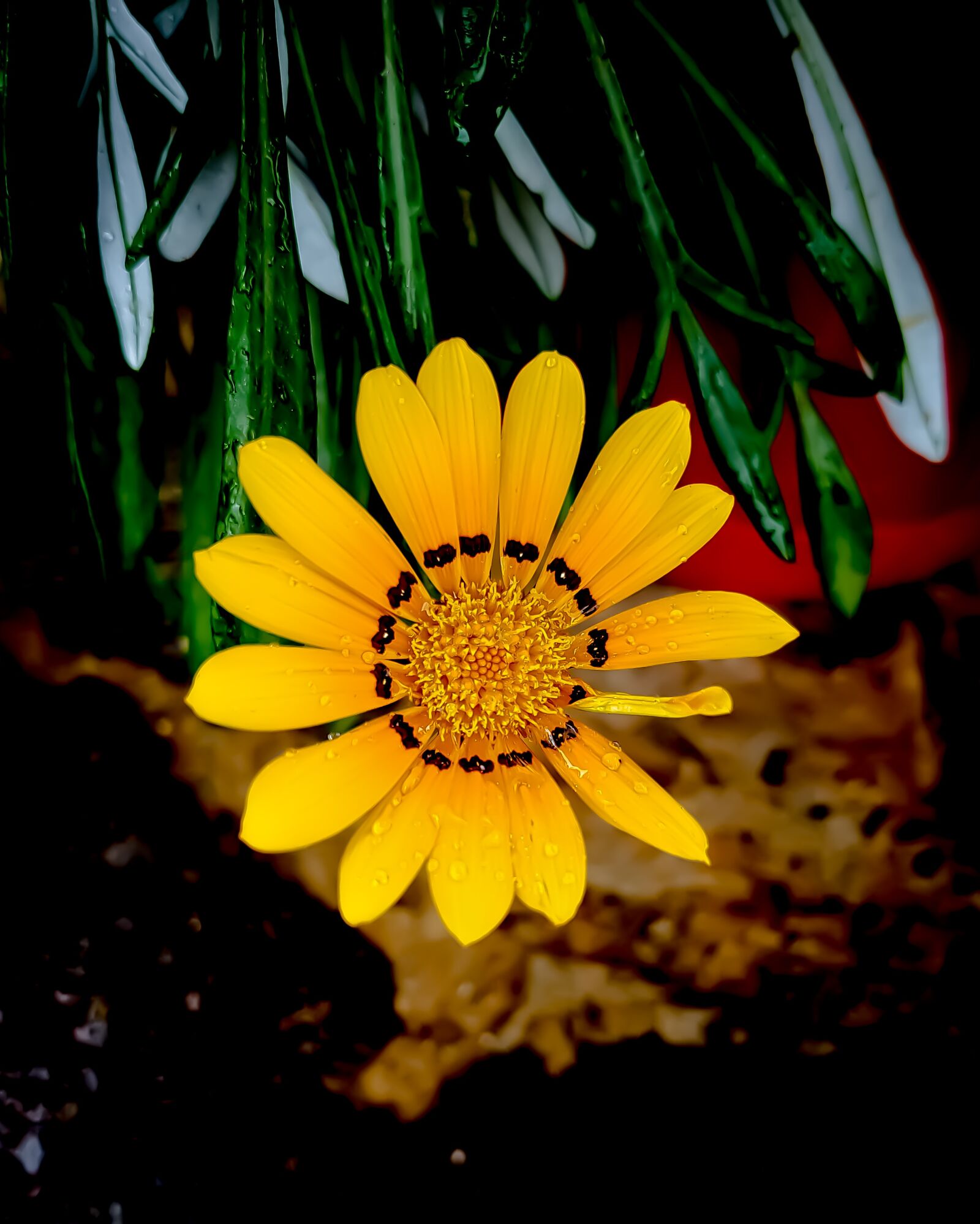 Samsung Galaxy S7 Edge Rear Camera sample photo. Yellow, flower, nature photography