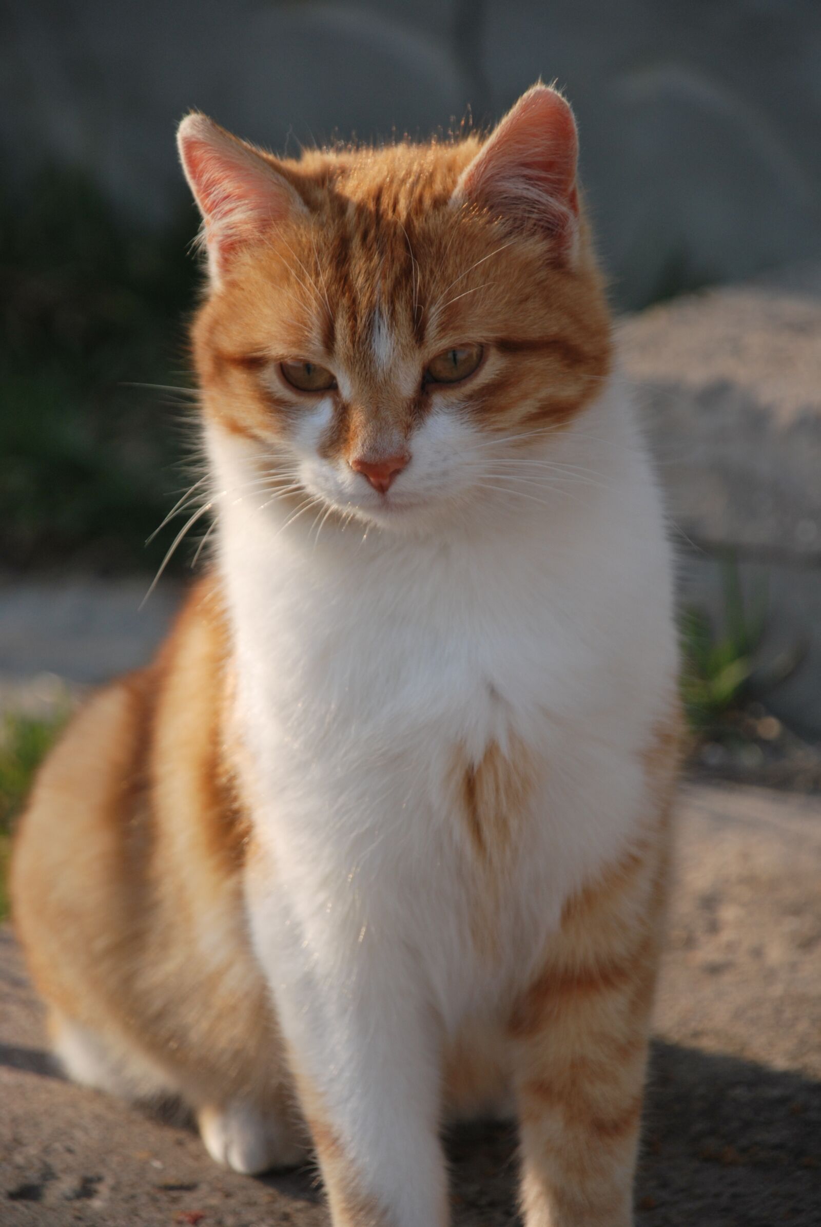 Nikon D60 sample photo. Cat, fur, furry photography