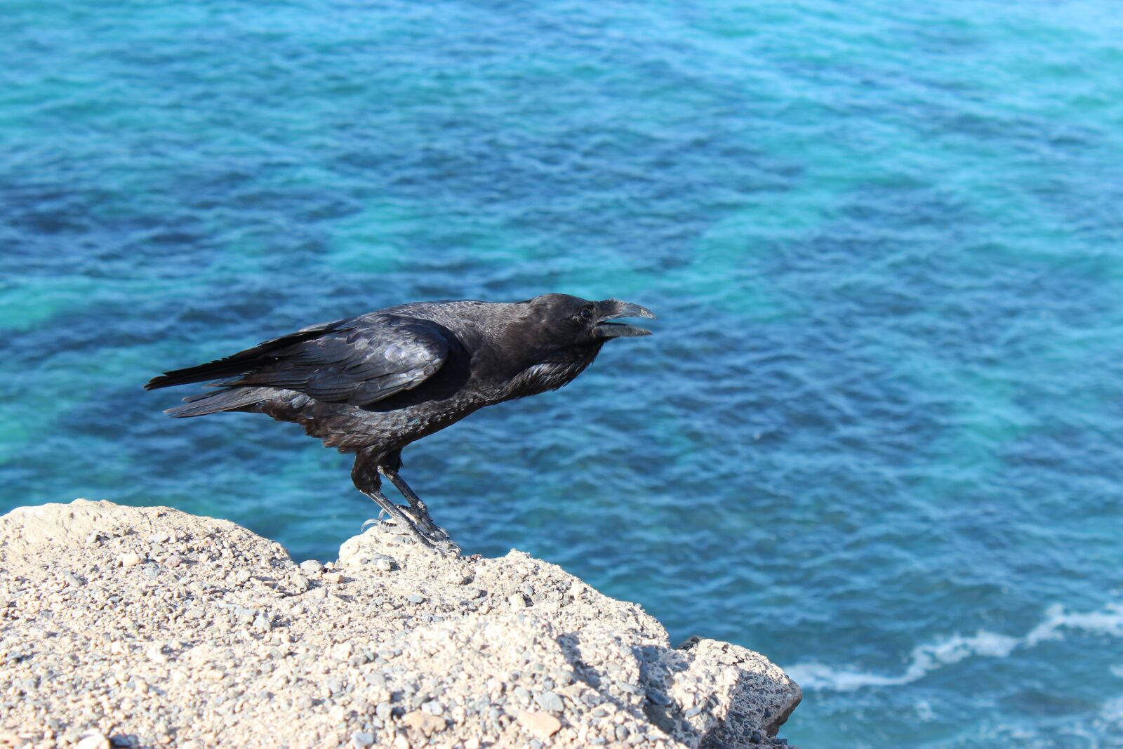 Canon EOS 600D (Rebel EOS T3i / EOS Kiss X5) sample photo. Bird, crow, raven photography
