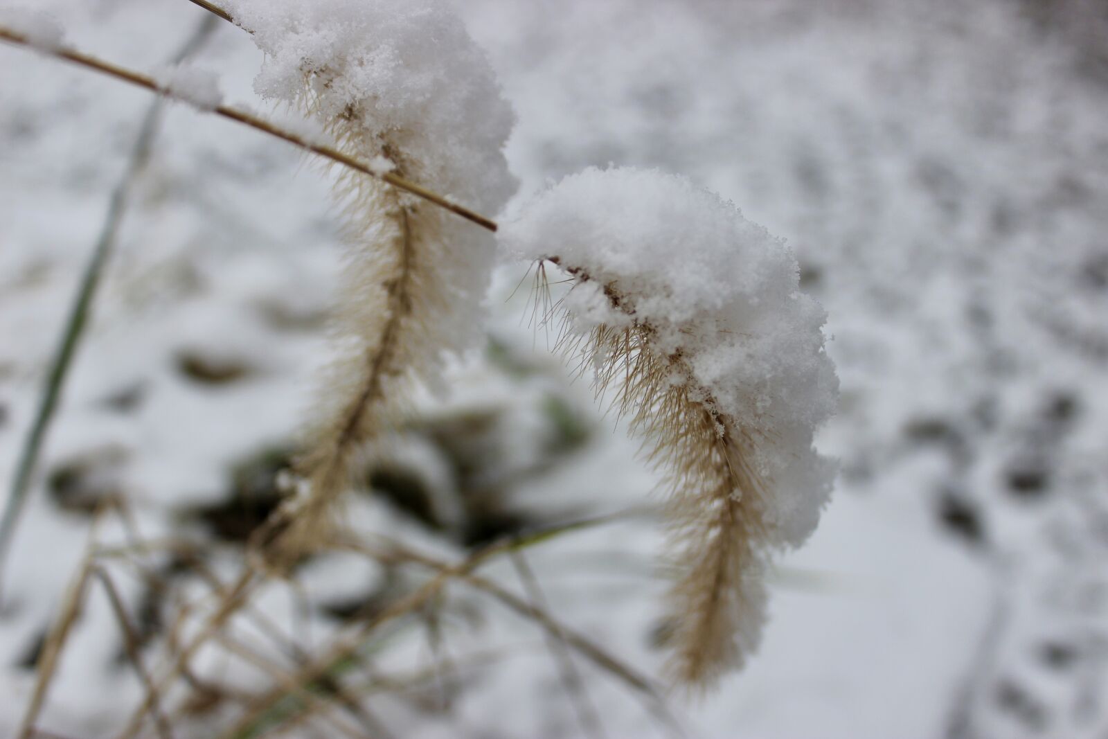 Canon EOS 600D (Rebel EOS T3i / EOS Kiss X5) sample photo. Nature, snow, winter photography