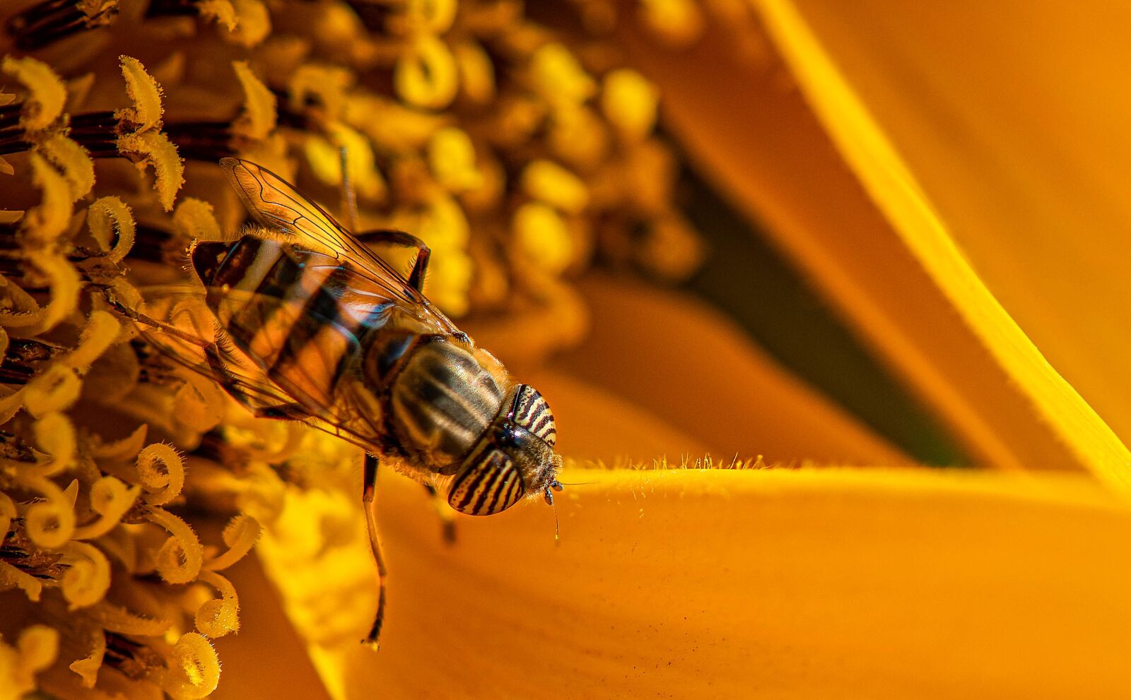 Nikon D810 sample photo. Eristalinus, insects, orange photography