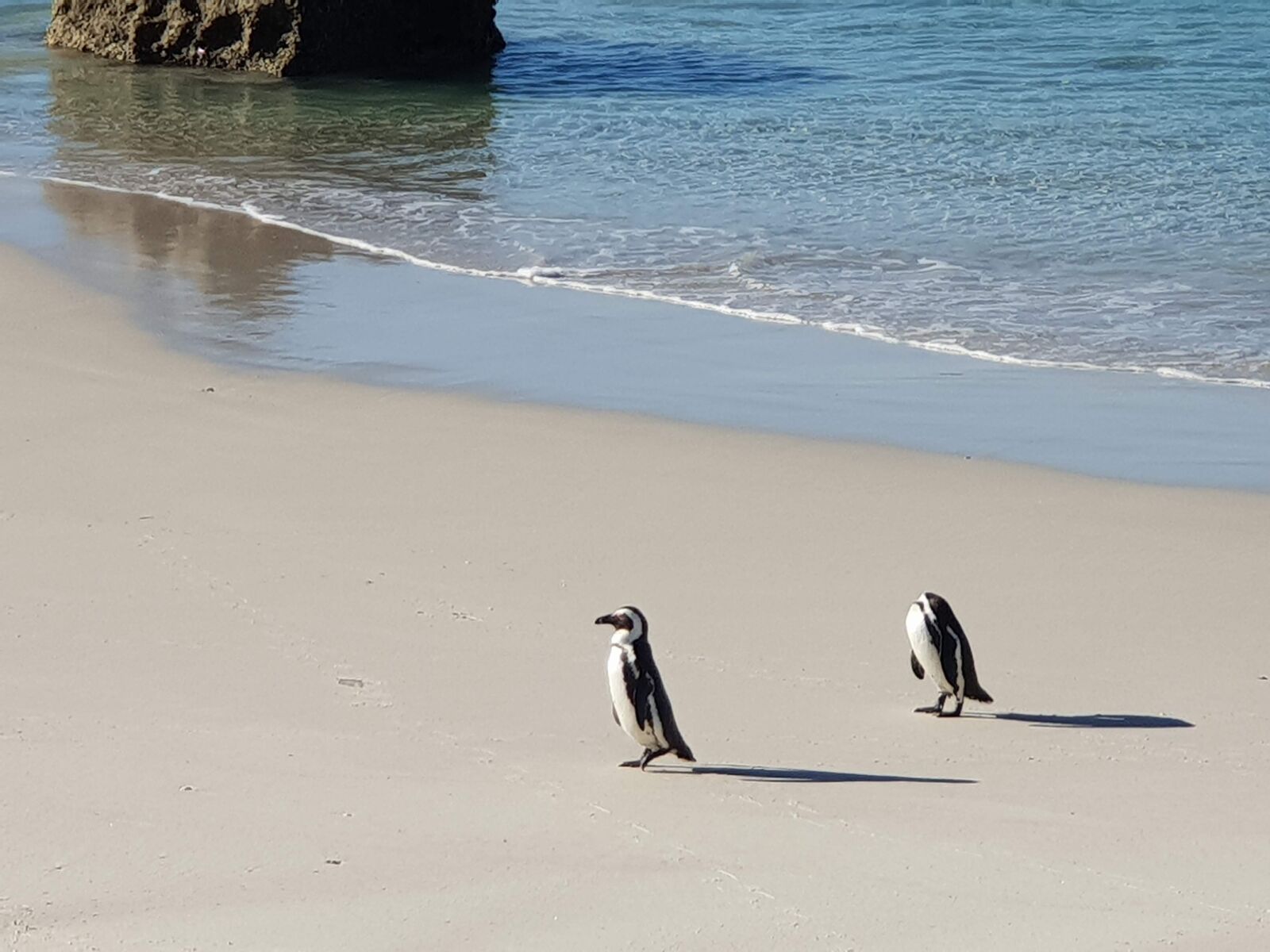 Samsung Galaxy S9+ sample photo. Penguin, beach, penguins photography