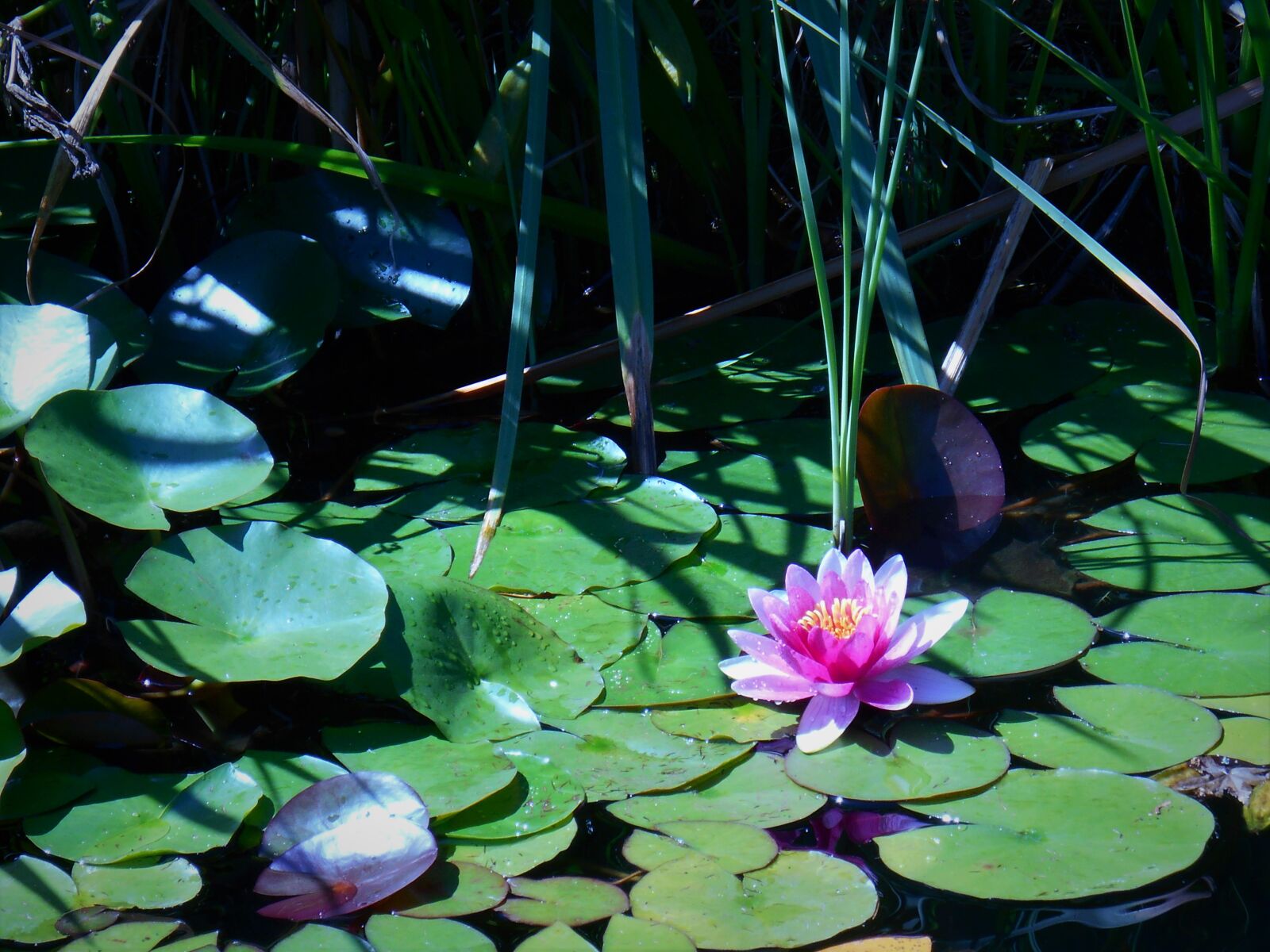 Nikon Coolpix S3500 sample photo. Water lily, water lilies photography