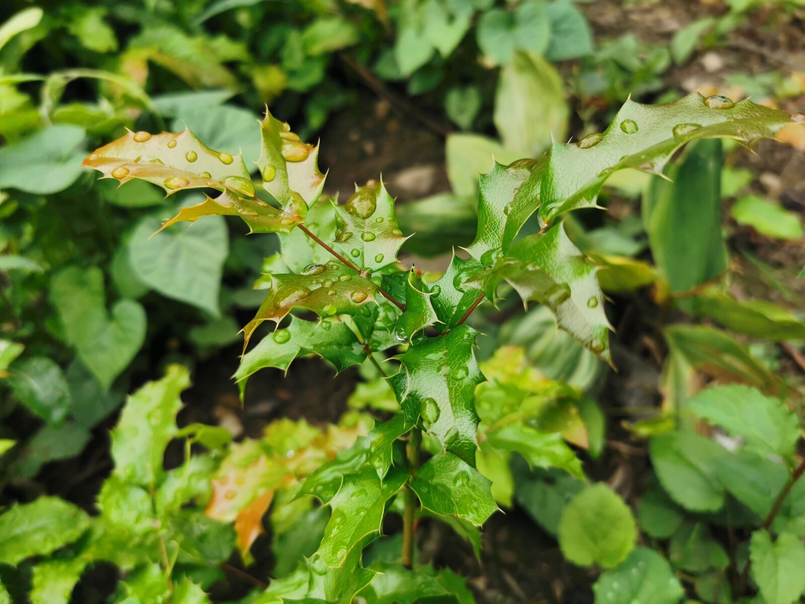 HUAWEI P30 Pro sample photo. Water, drops, grass photography