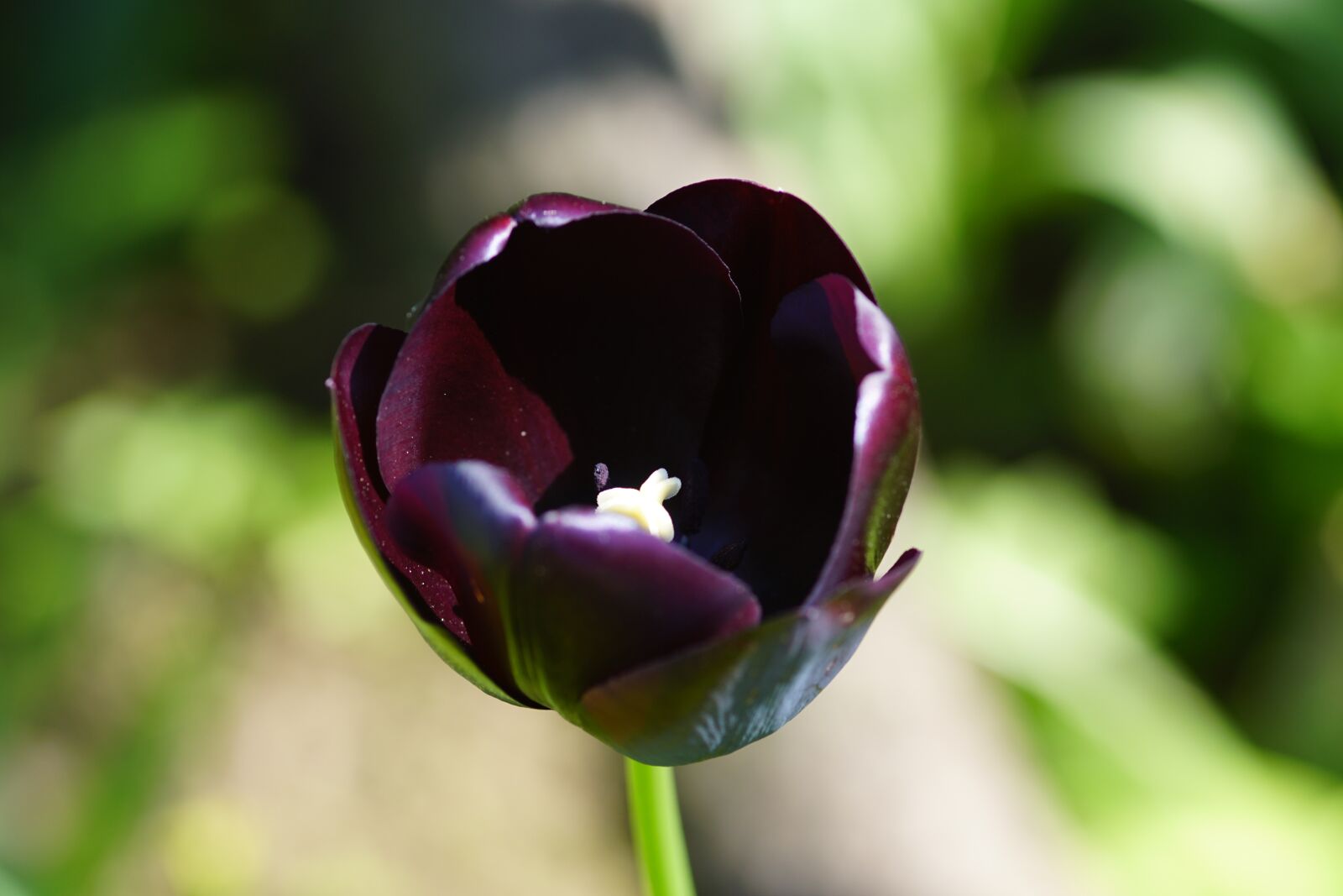 Sony SLT-A68 sample photo. Tulip, dark purple, isolated photography