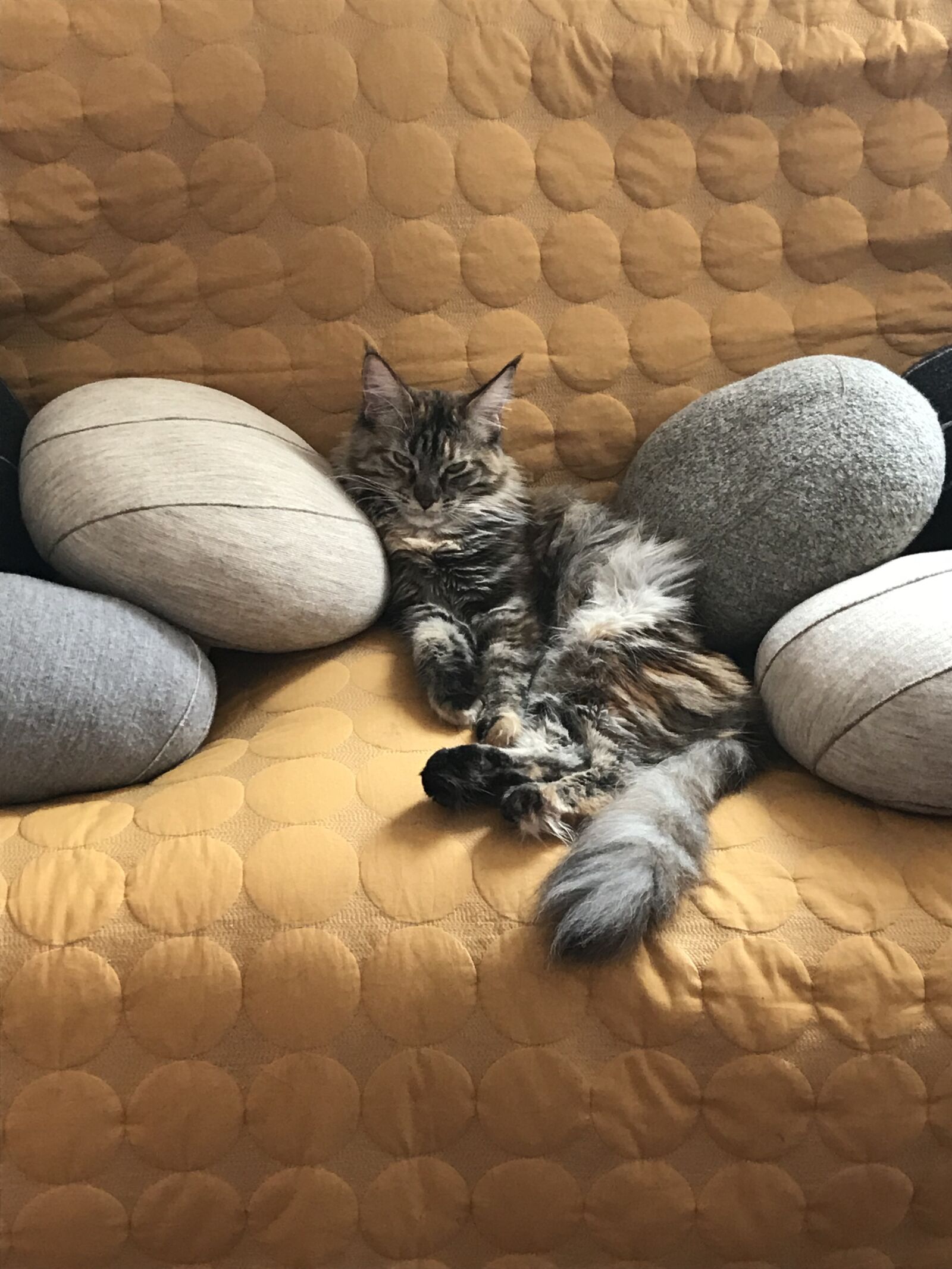 iPhone 7 back camera 3.99mm f/1.8 sample photo. Cat, sofa, tranquility photography