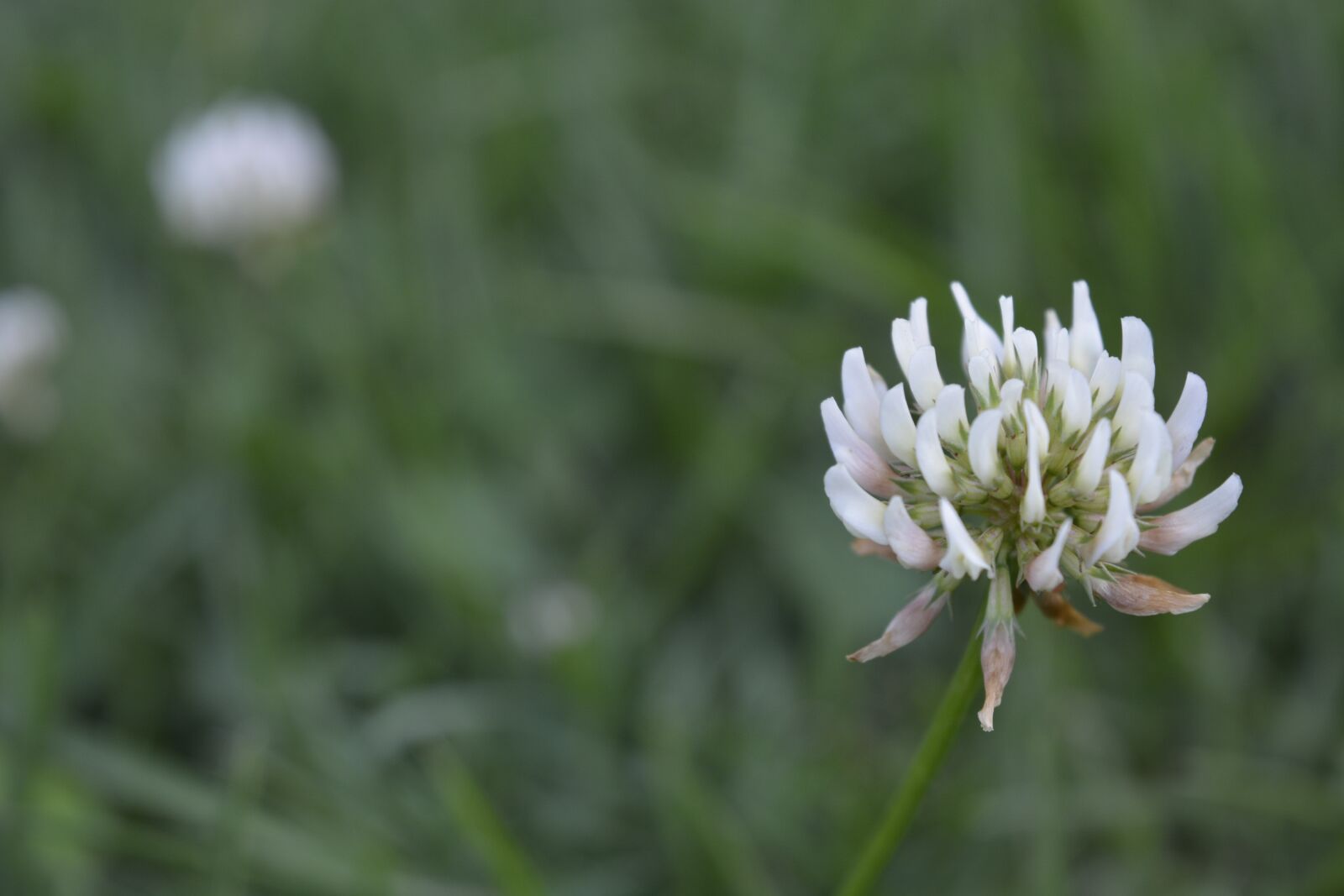 Nikon D5200 sample photo. Nature, flower, flora photography