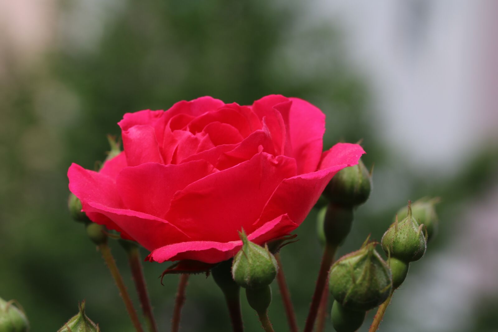 Canon EOS 750D (EOS Rebel T6i / EOS Kiss X8i) sample photo. Rose, plants, flowers photography