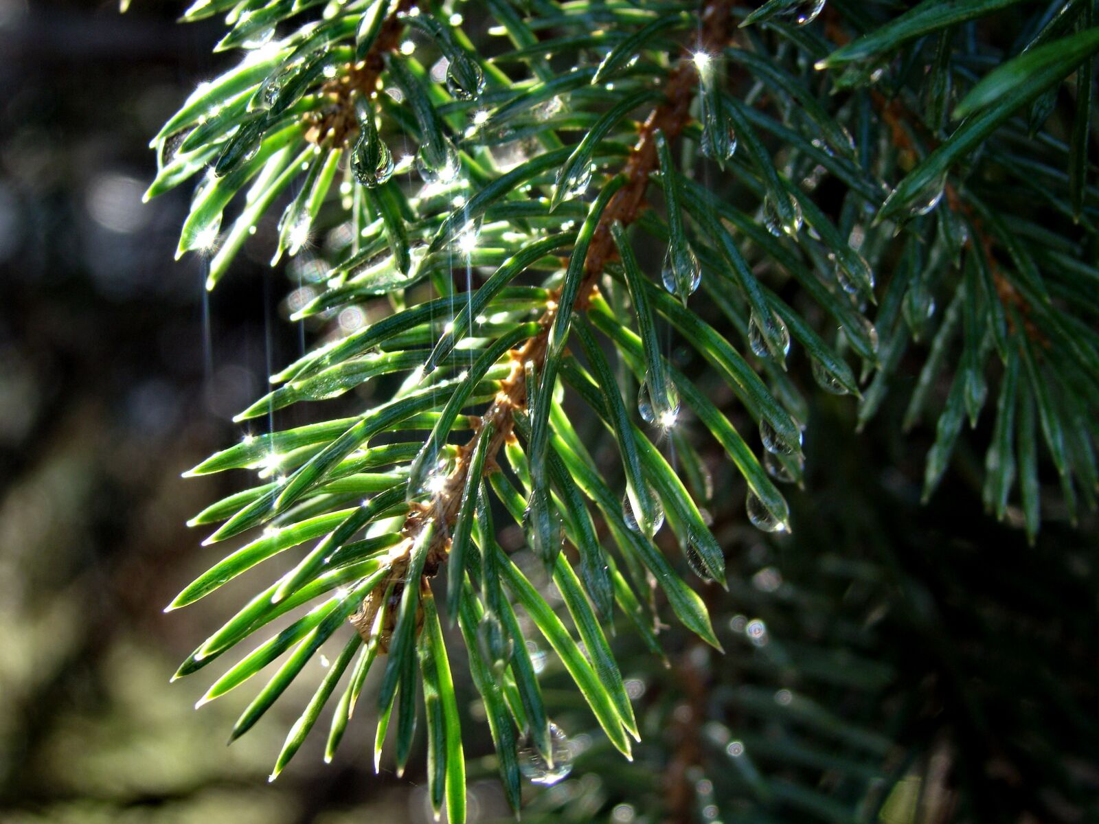 Sony Cyber-shot DSC-H50 sample photo. Spruce, needle, branch photography