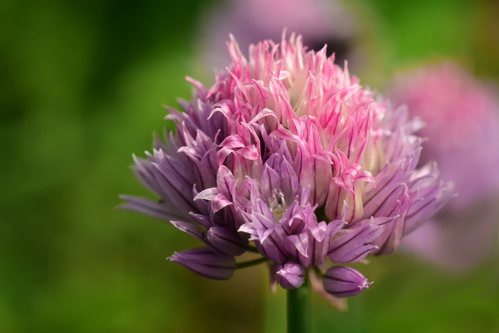 Nikon D3300 sample photo. Chives, chives blossom, close photography