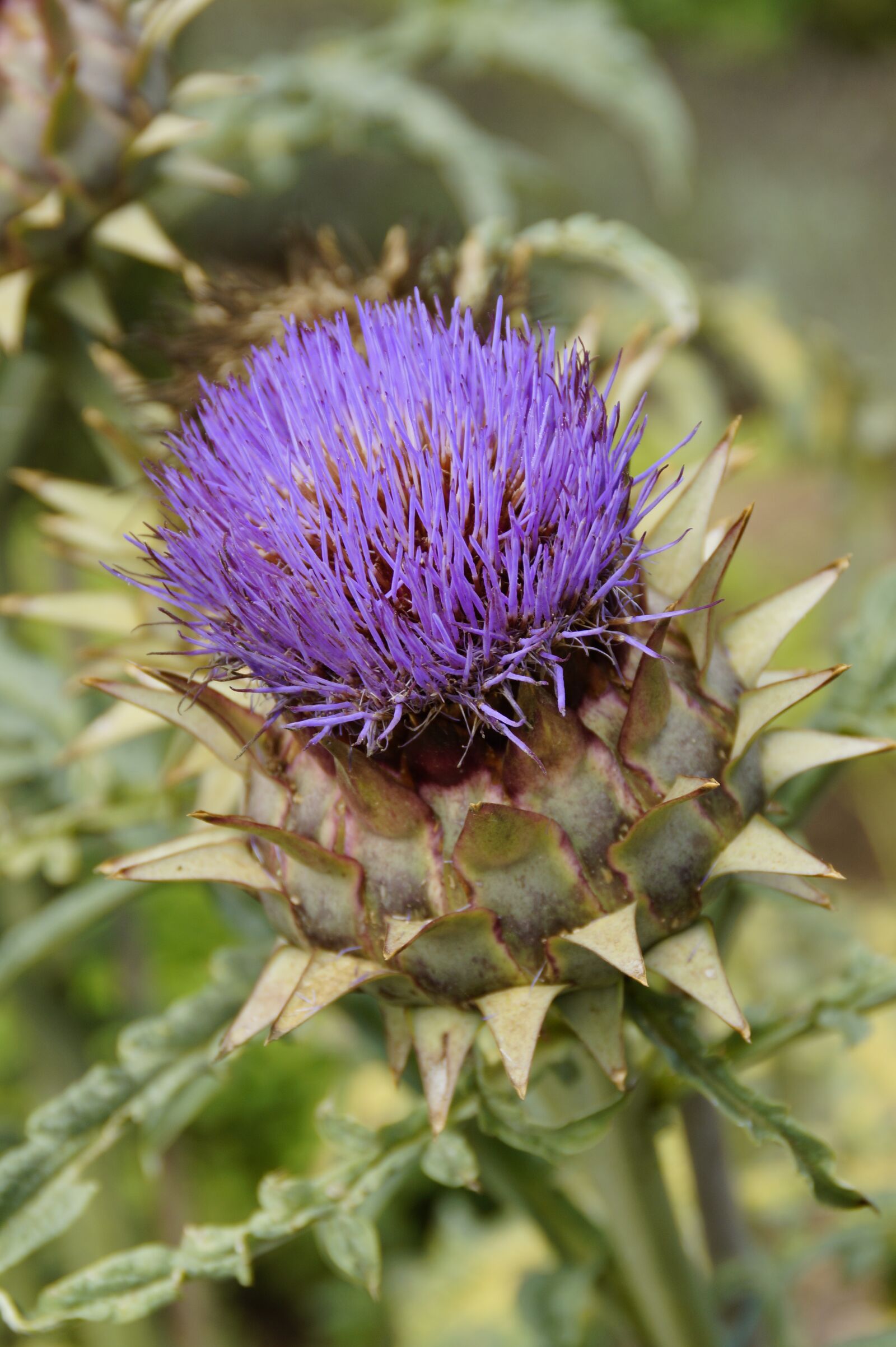 Sony SLT-A58 sample photo. Artichoke, bloom, blossom photography