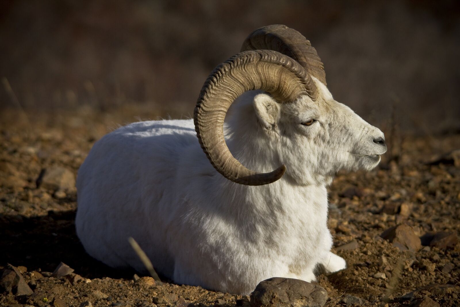 Canon EOS 7D sample photo. Sheep, dall, wildlife photography
