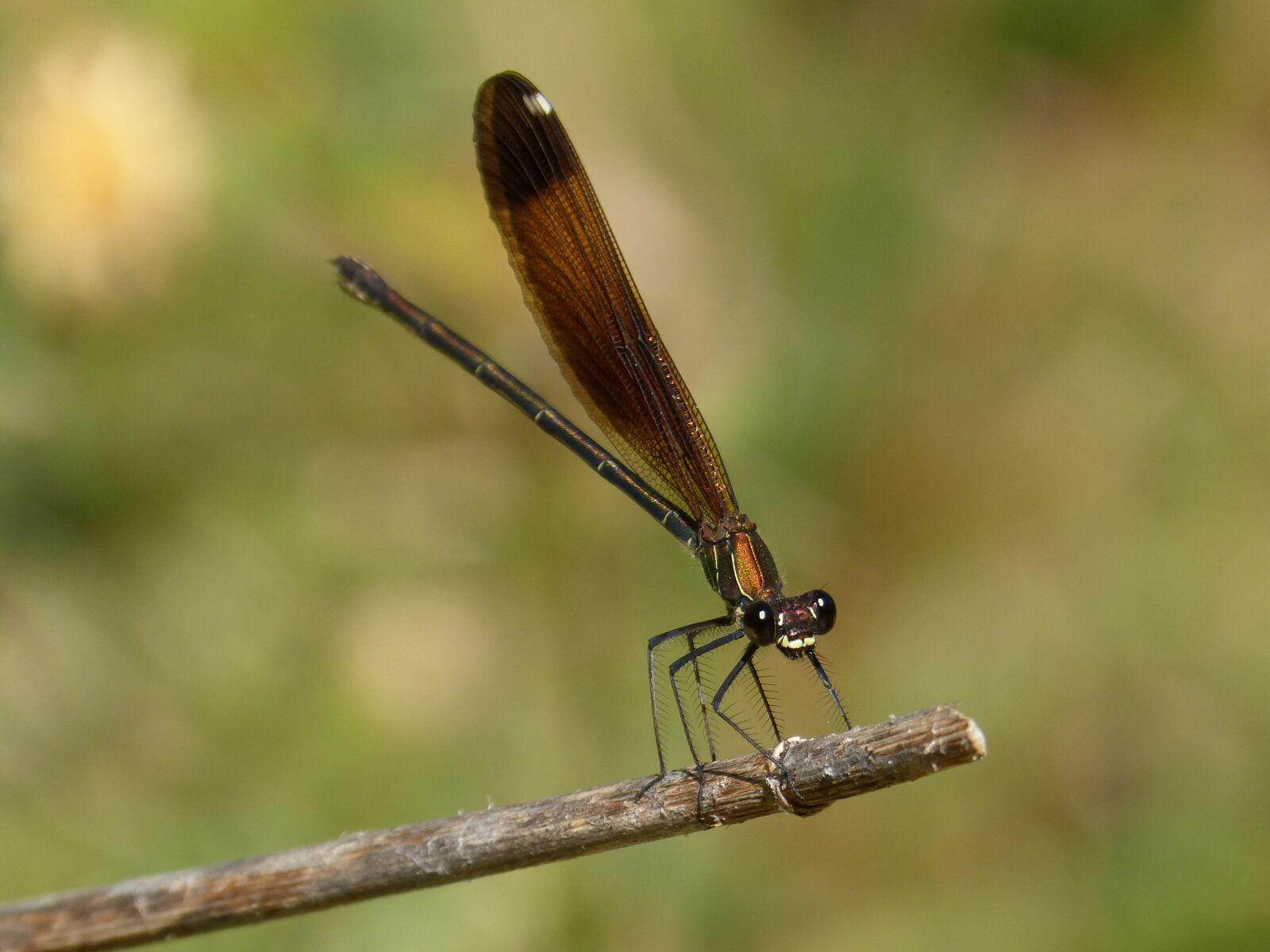 Panasonic DMC-FZ62 sample photo. Dragonfly, damselfly, insect photography