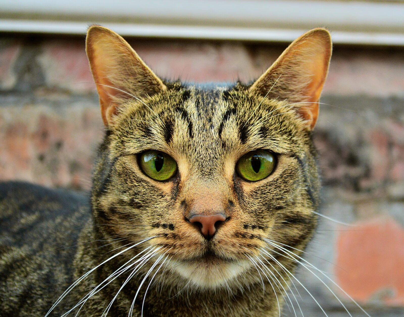Nikon D3200 sample photo. Cat, feline, mammal photography
