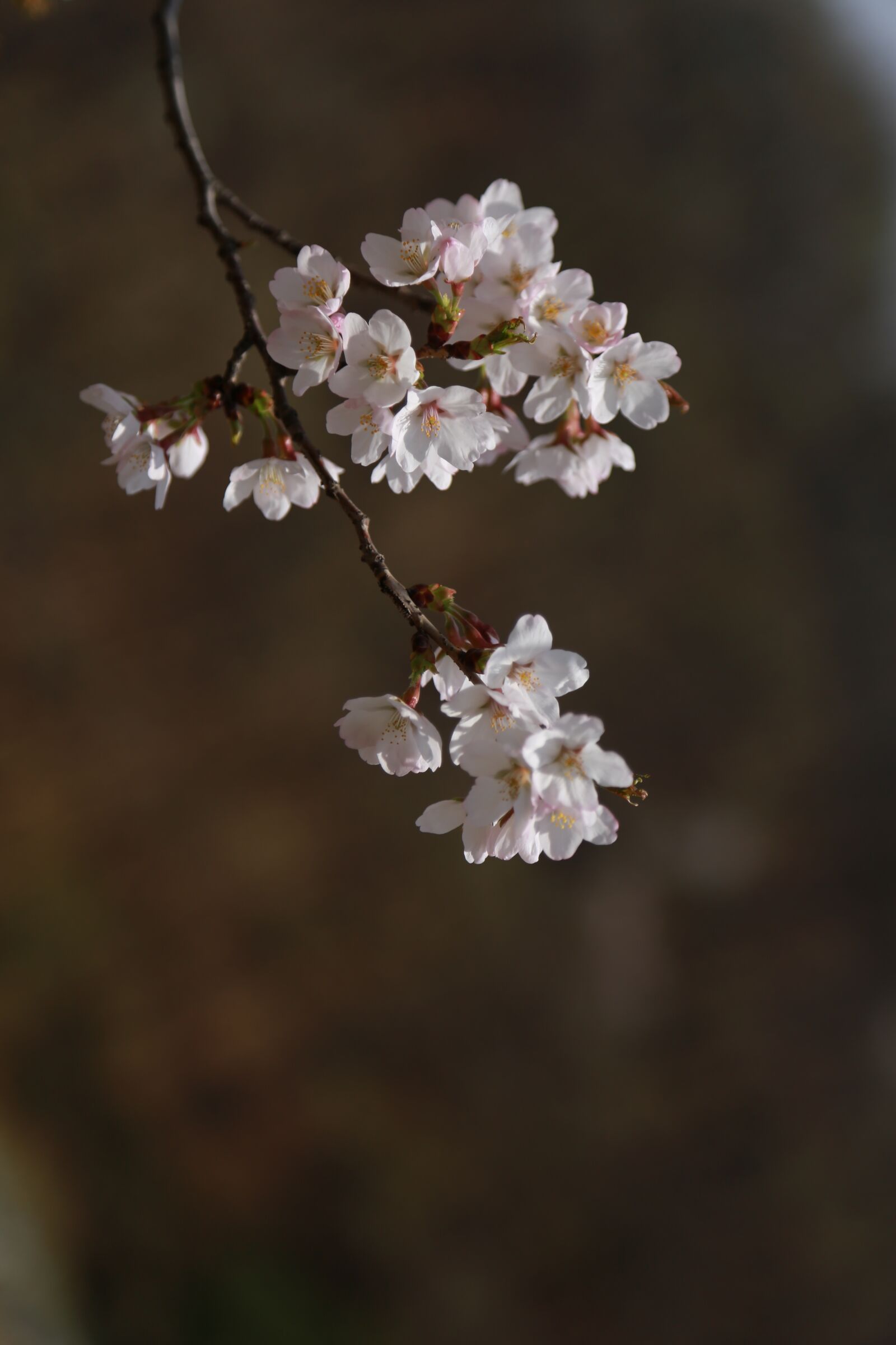 Canon EOS 6D + Canon EF 24-105mm F4L IS USM sample photo. Flowers, cherry tree, cherry photography