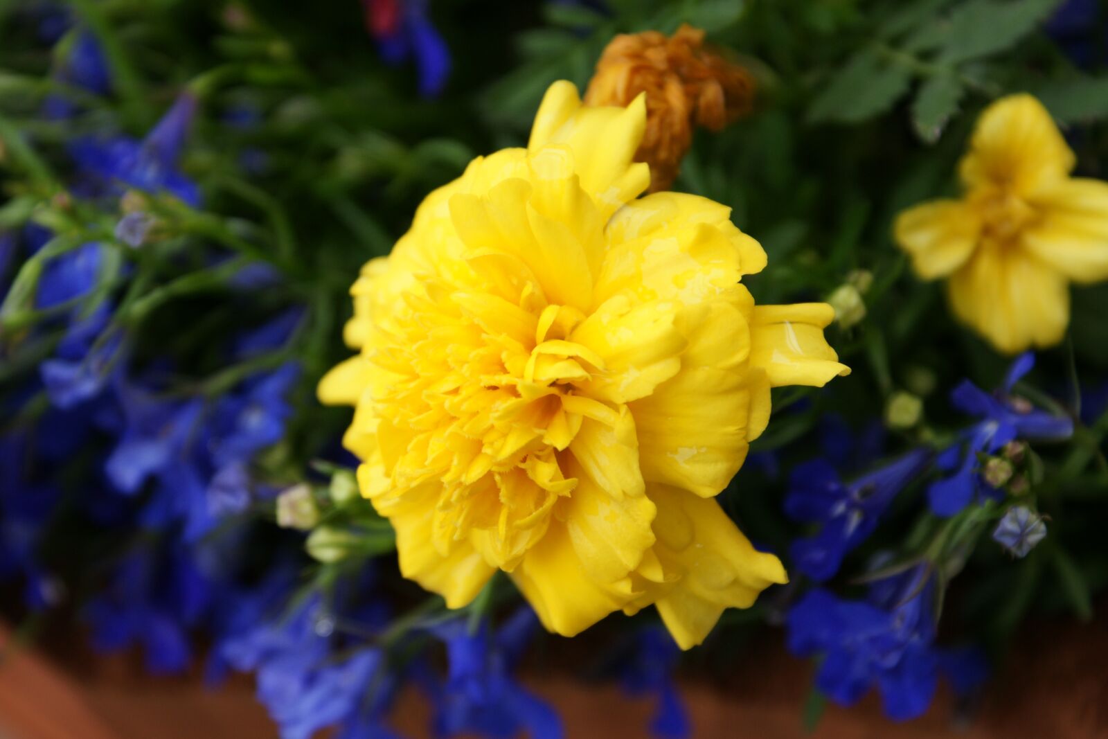 Sony Alpha DSLR-A700 sample photo. Garden, yellow, plant photography