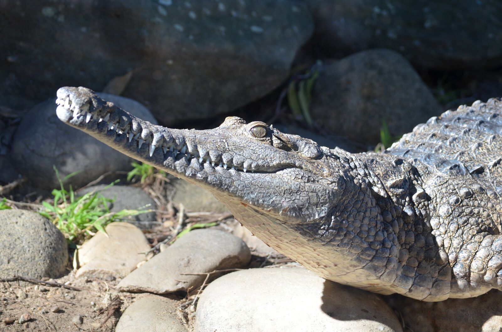 Nikon D5100 sample photo. Crocodile, freshwater crocodile, reptile photography