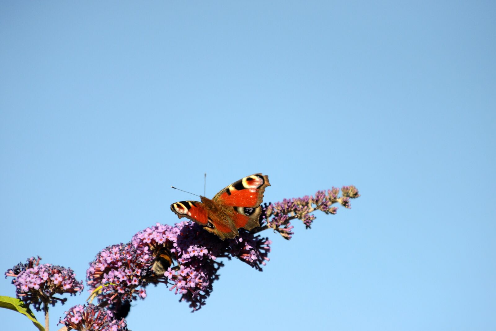 Nikon D800 sample photo. Peacock, butterfly, butterflies photography