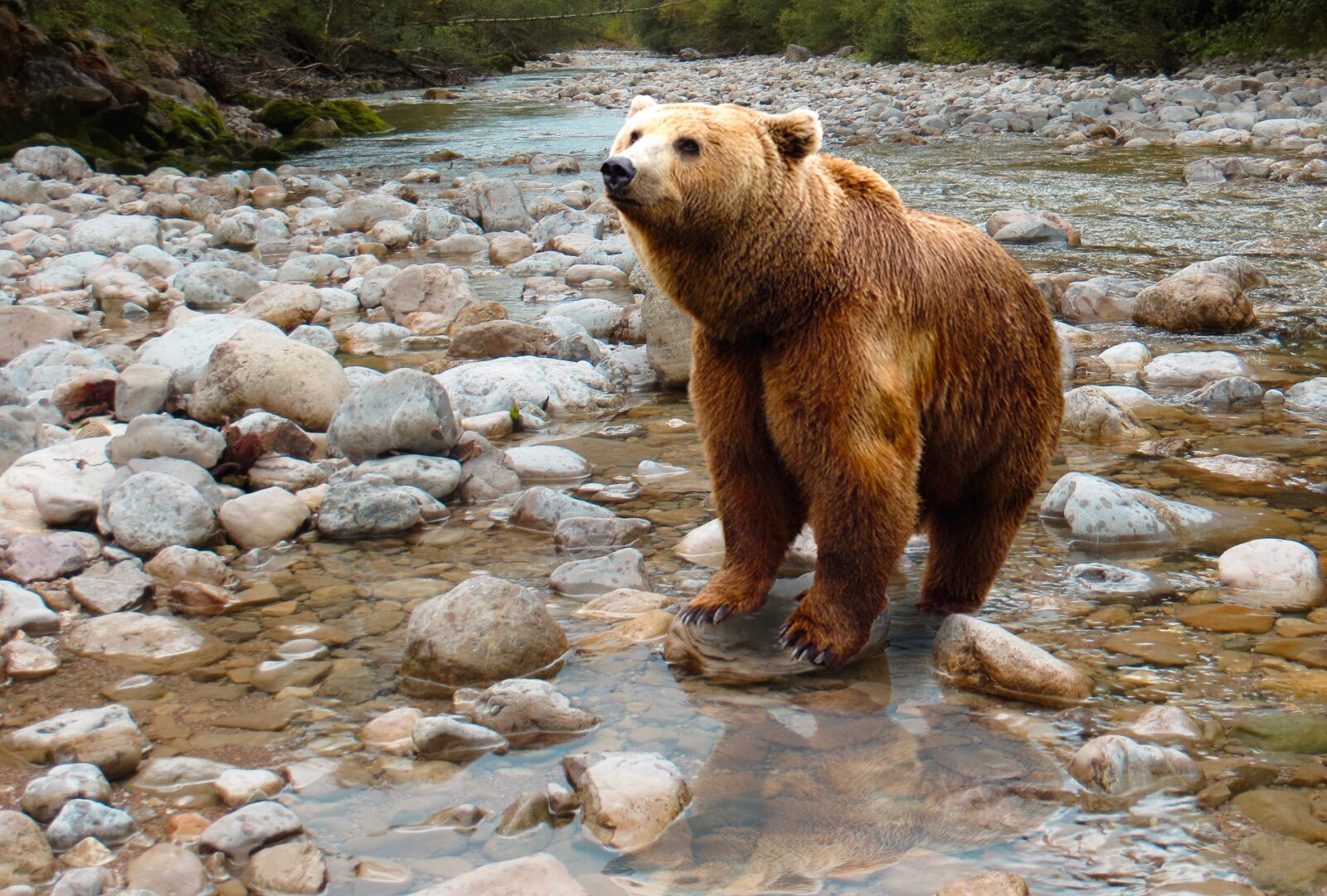 Canon PowerShot SX240 HS sample photo. Bear, predator, brown bear photography