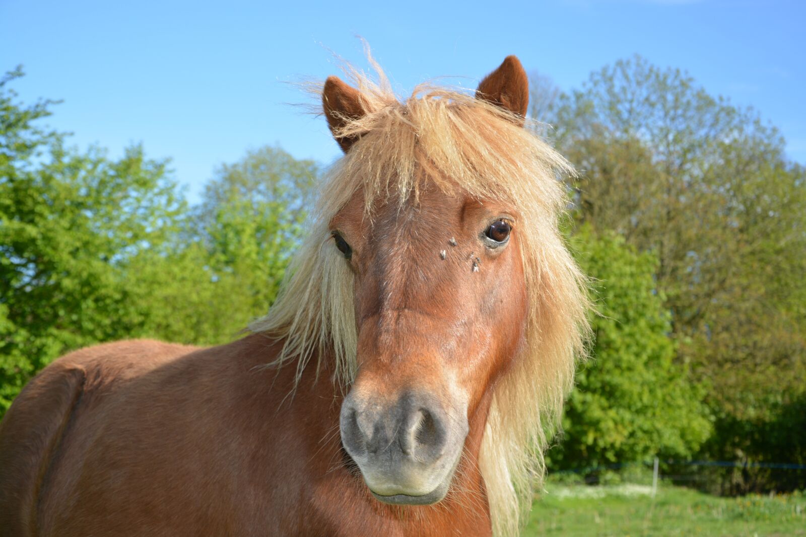 Nikon D5200 sample photo. Shetland pony, small horse photography
