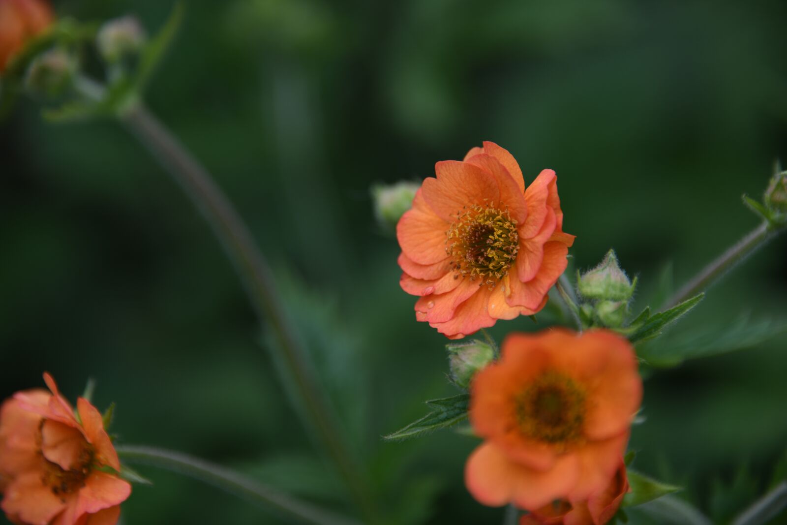 Nikon D850 sample photo. Orange, flower, bloom photography