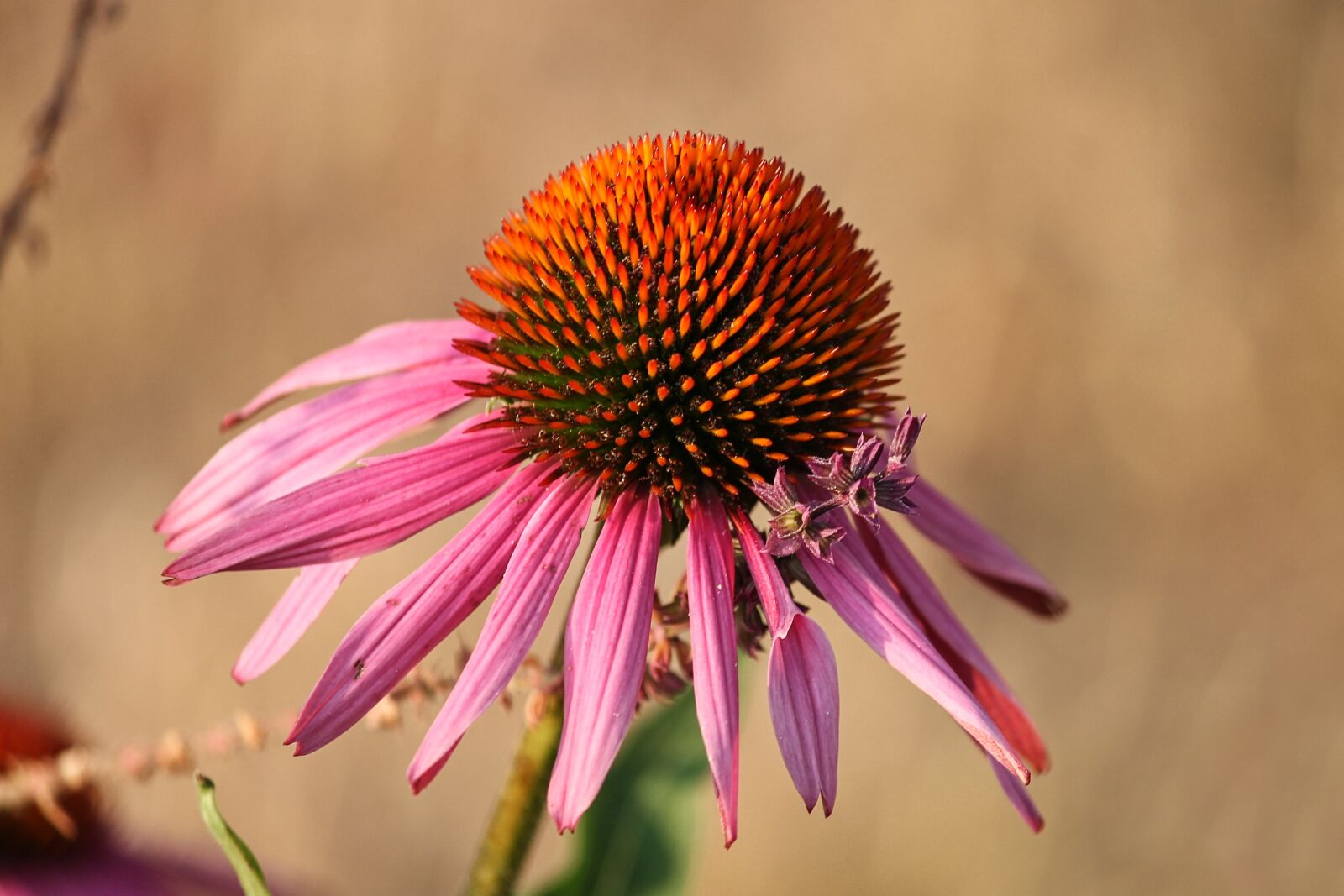 Canon EOS 1100D (EOS Rebel T3 / EOS Kiss X50) sample photo. Echinacea, coneflower, pallida photography