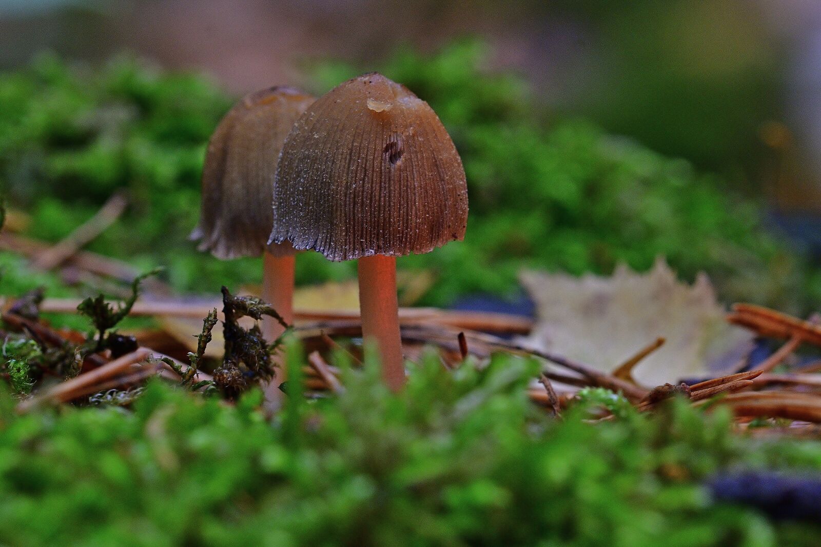 Nikon D5200 sample photo. Nature, forest, screen mushrooms photography